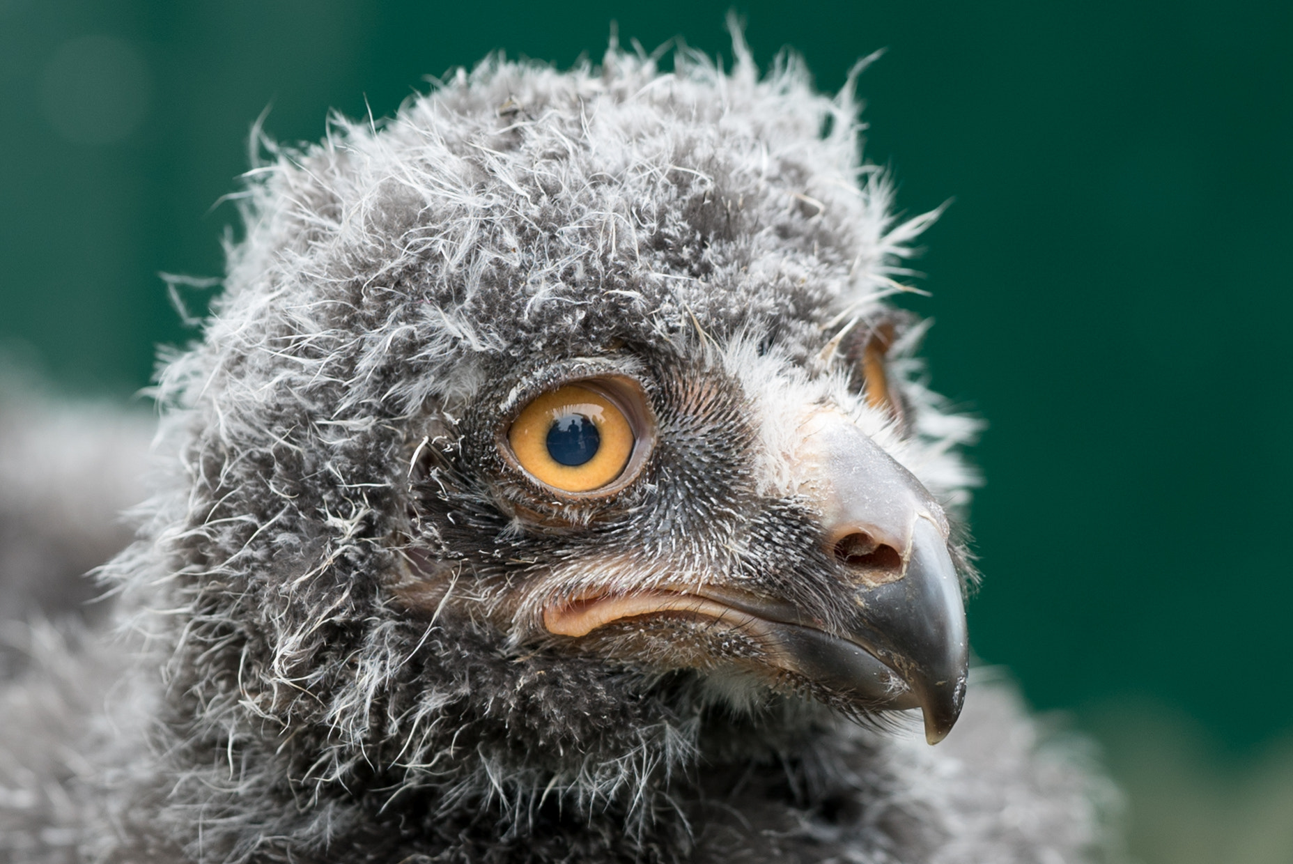 Sony a7S sample photo. Schneeeule - bubo scandiacu photography