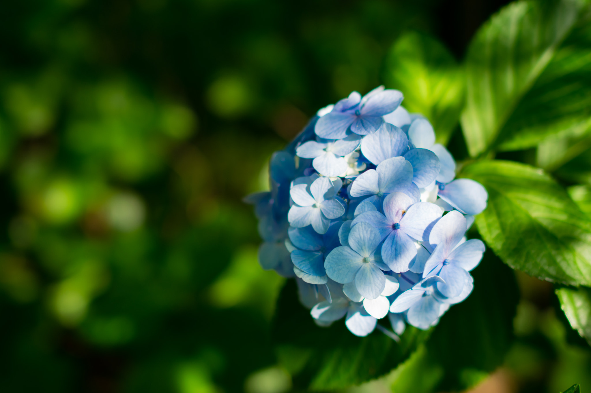 Nikon D5300 + Nikon AF-S Nikkor 28mm F1.8G sample photo. Blue hydrangea photography