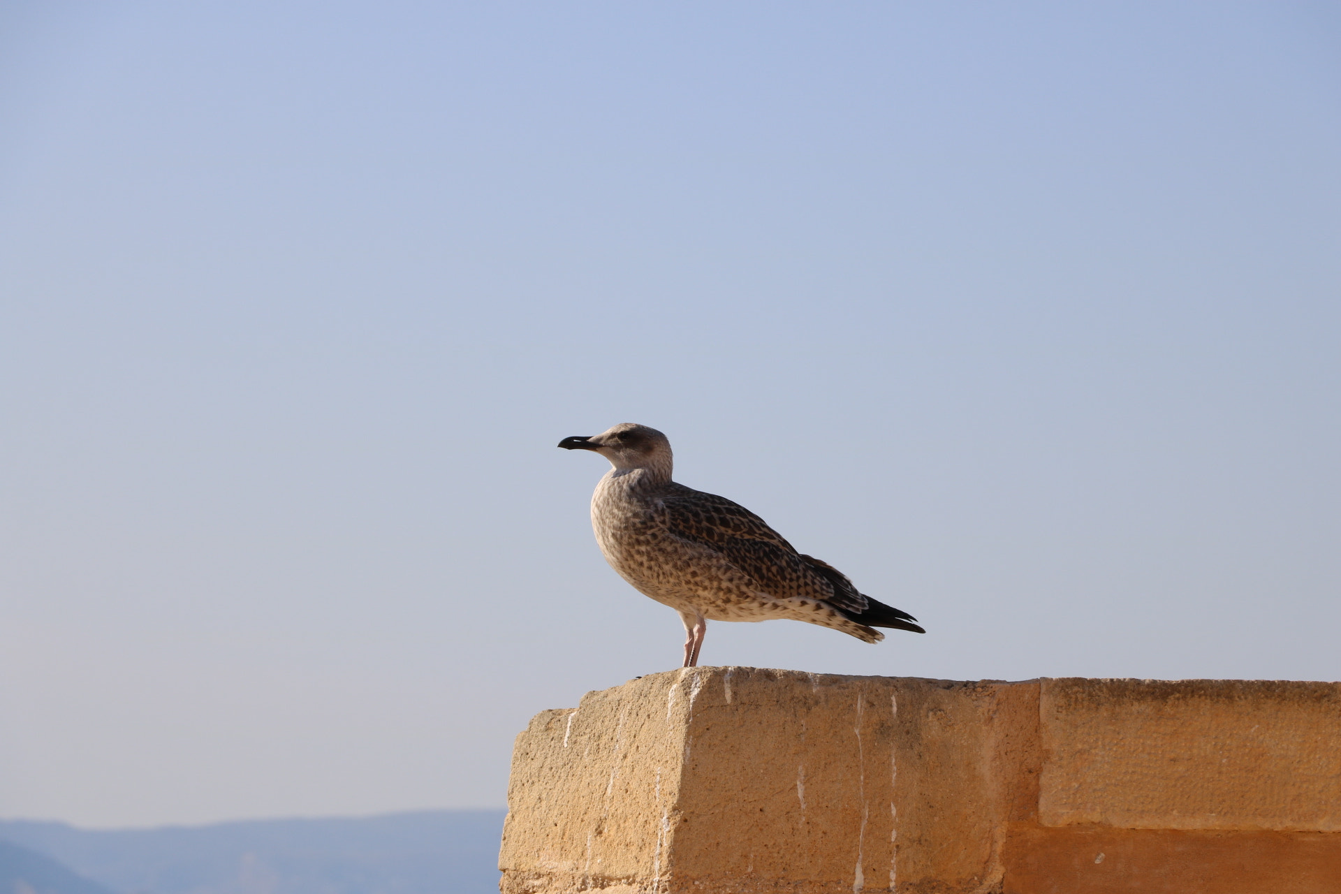 Canon EOS 750D (EOS Rebel T6i / EOS Kiss X8i) sample photo. Bird photography