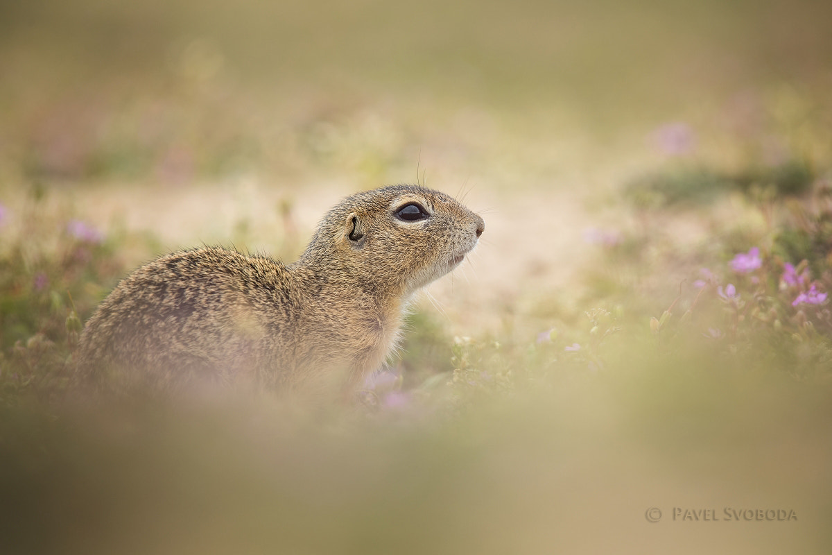 Nikon Nikkor AF-S 300mm F4E PF ED VR sample photo. Ground squirrel photography
