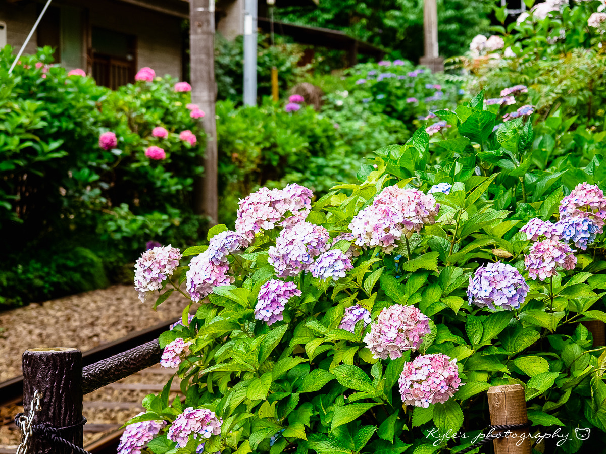 Olympus Zuiko Digital 14-54mm F2.8-3.5 II sample photo. 御靈神社 photography