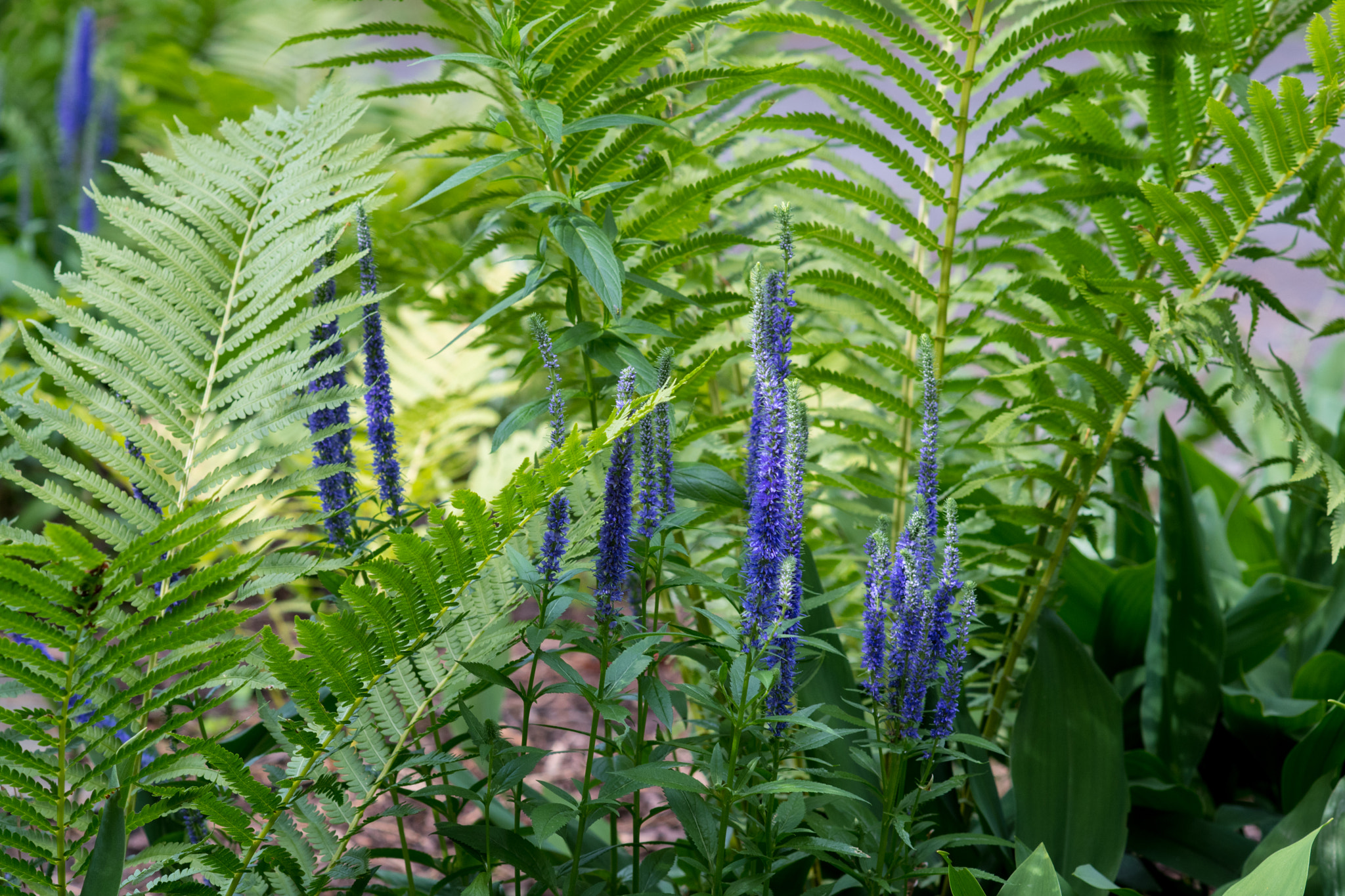 Nikon D500 + Nikon AF Nikkor 85mm F1.8D sample photo. It's a jungle out there photography