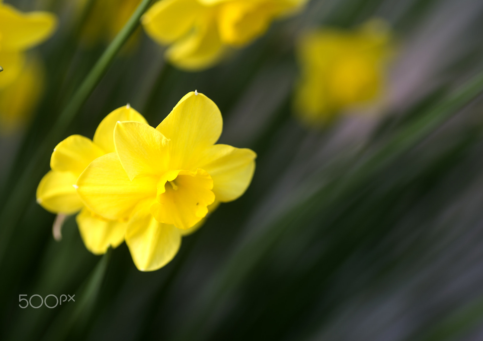 Tamron SP AF 90mm F2.8 Di Macro sample photo. _daffodil photography