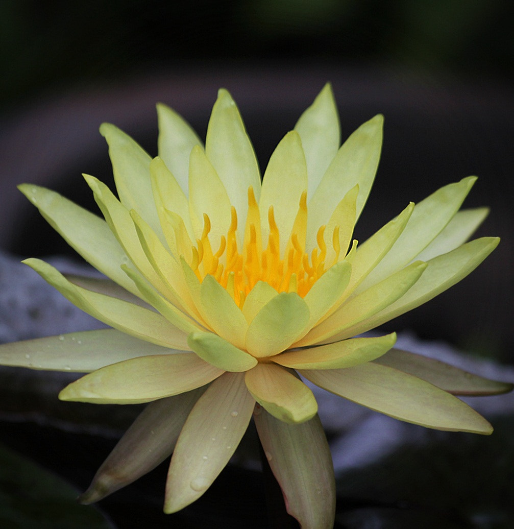 Sigma 70-300mm F4-5.6 APO DG Macro sample photo. Pinvaree photography