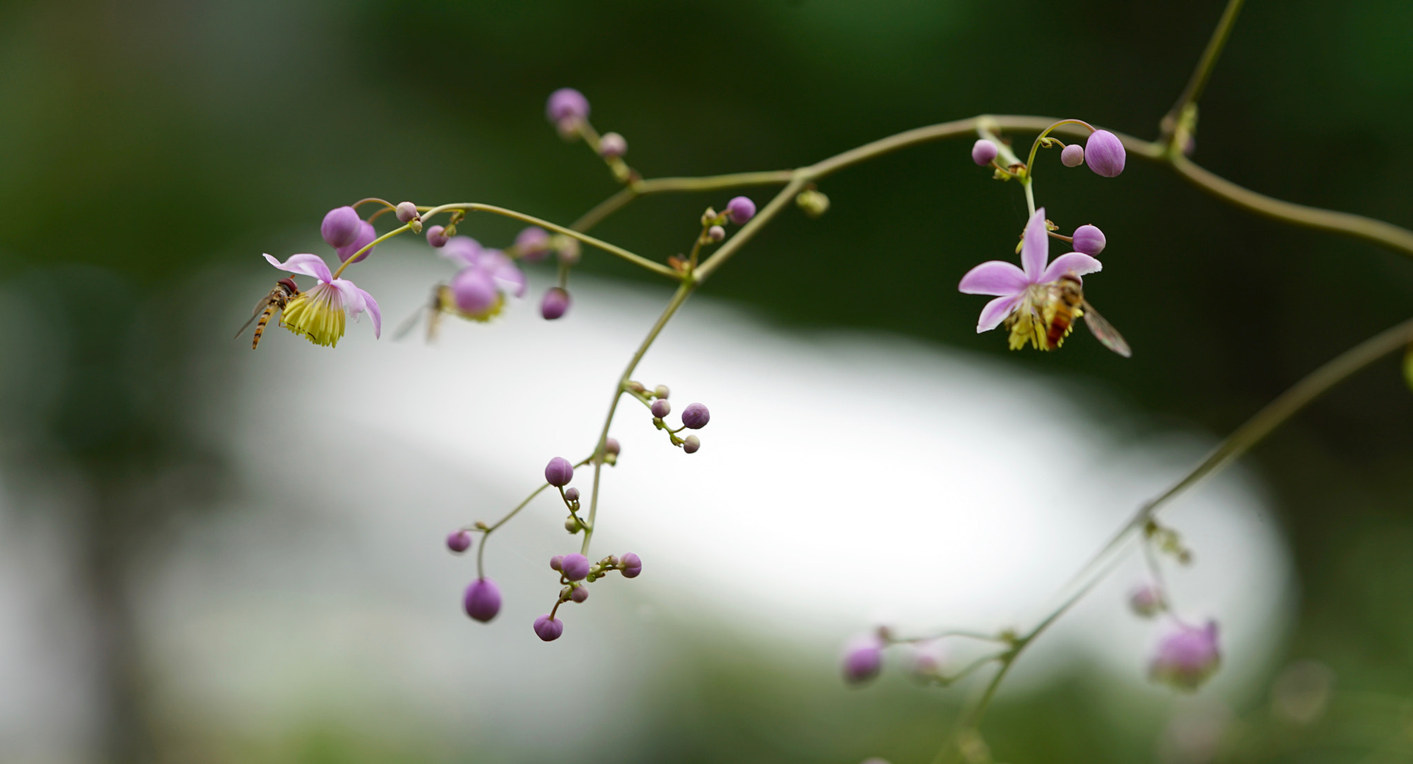 Sony a7 II + Sony FE 90mm F2.8 Macro G OSS sample photo. Walk photography