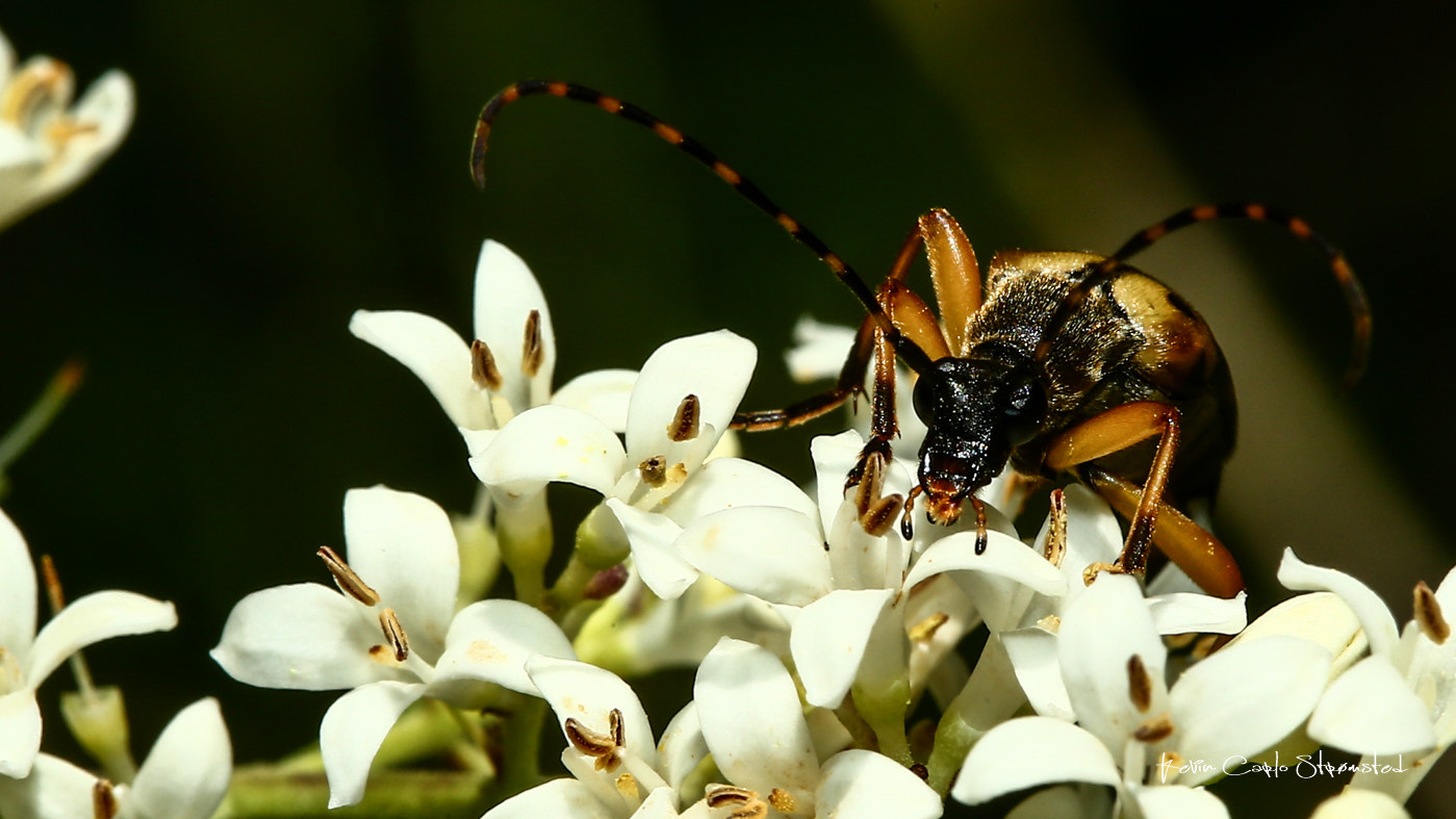 Canon EF 100mm F2.8 Macro USM sample photo. Blomsterbuk photography