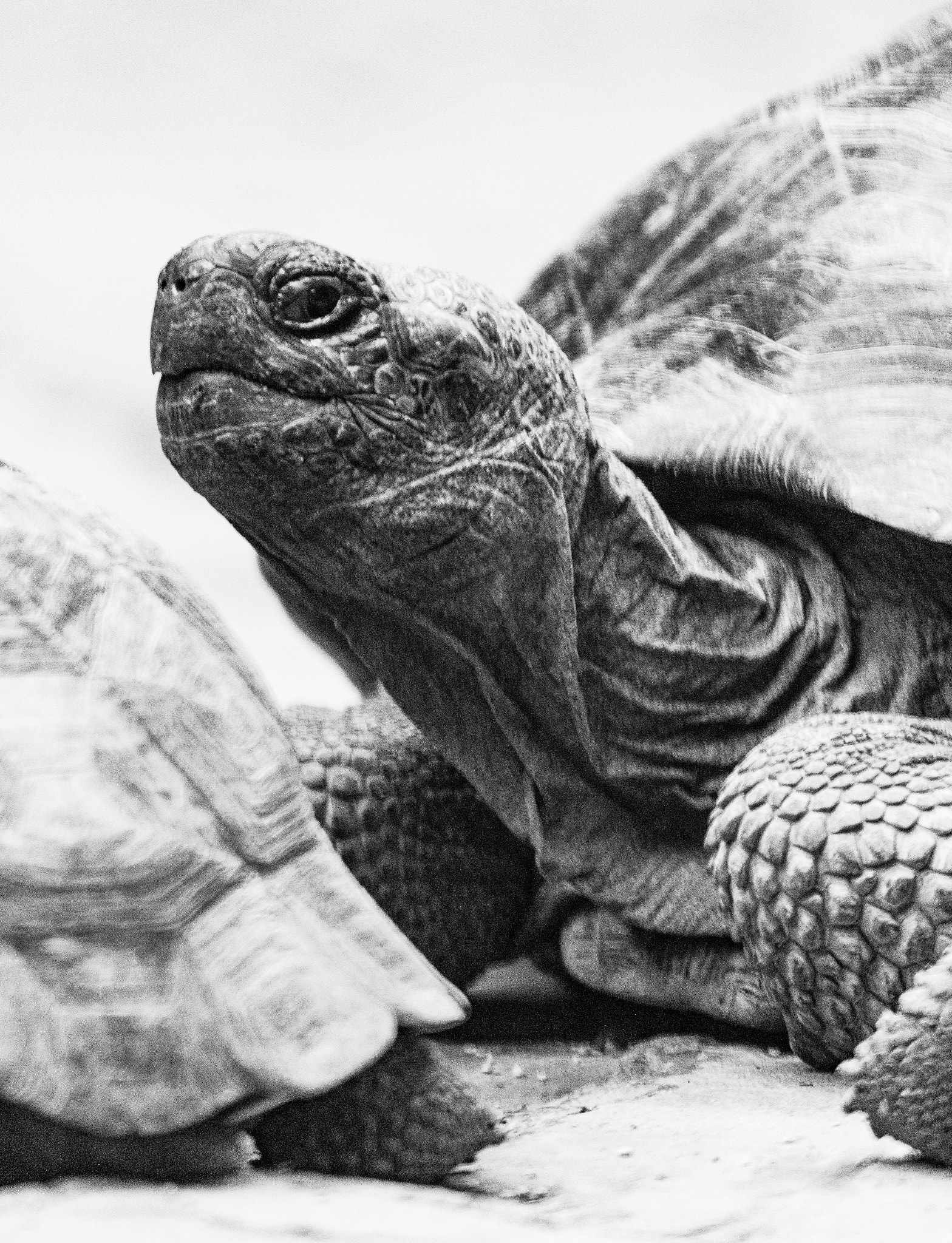 150-600mm F5-6.3 DG OS HSM | Contemporary 015 sample photo. Tortoise photography