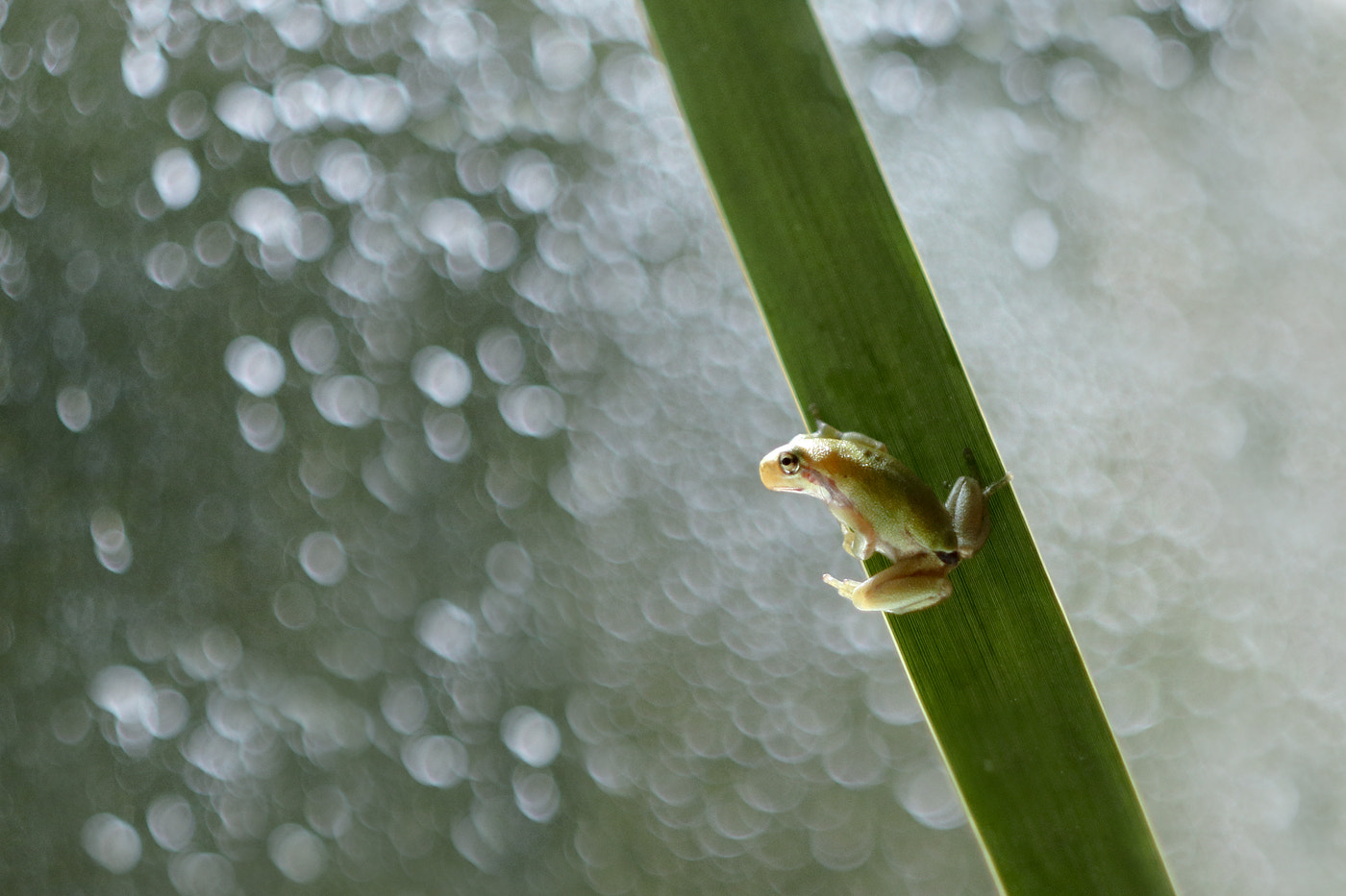 Canon EF 35-80mm f/4-5.6 sample photo. Tree-frog photography