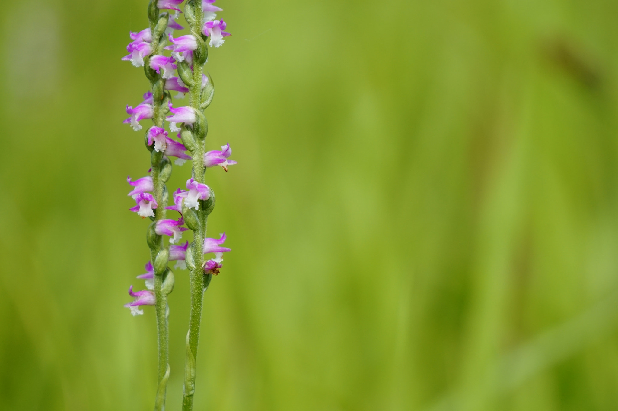 Sony E 55-210mm F4.5-6.3 OSS sample photo. 捩花。 photography