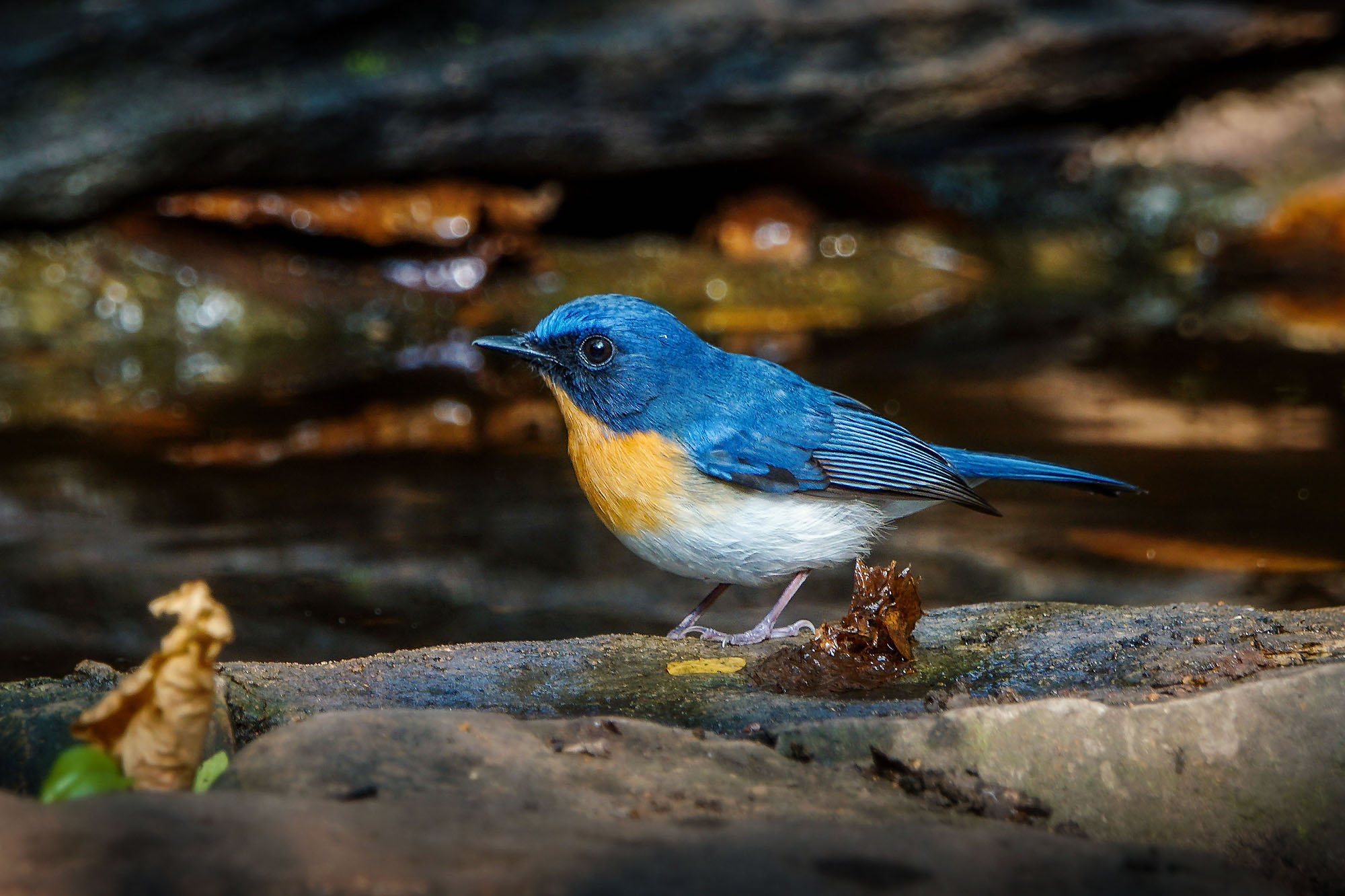 Sony ILCA-77M2 + Sony 70-400mm F4-5.6 G SSM II sample photo. Tickell's blue-flycatcher (male) photography