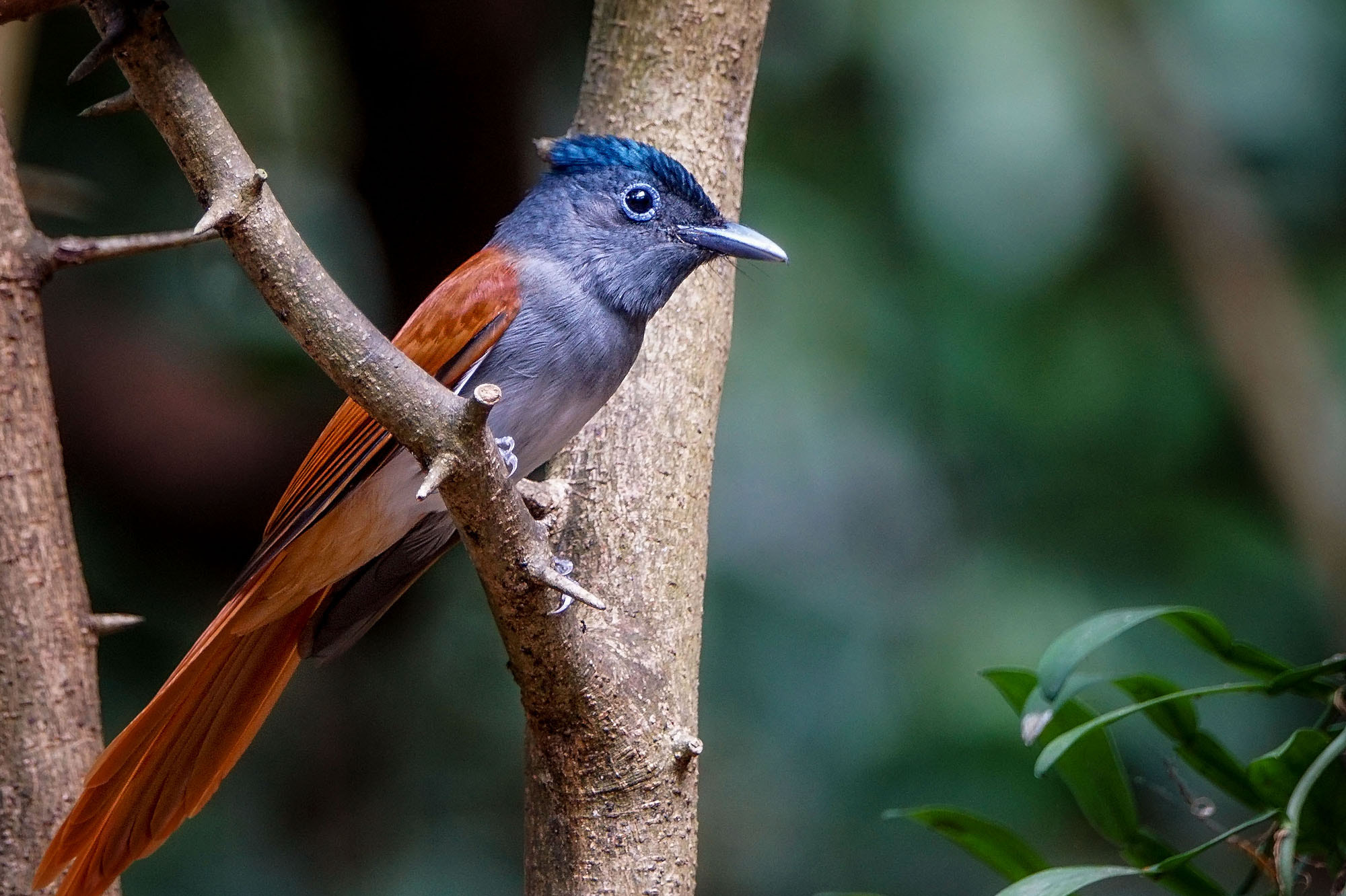 Sony 70-400mm F4-5.6 G SSM II sample photo. Asian paradise-flycatcher (male) photography