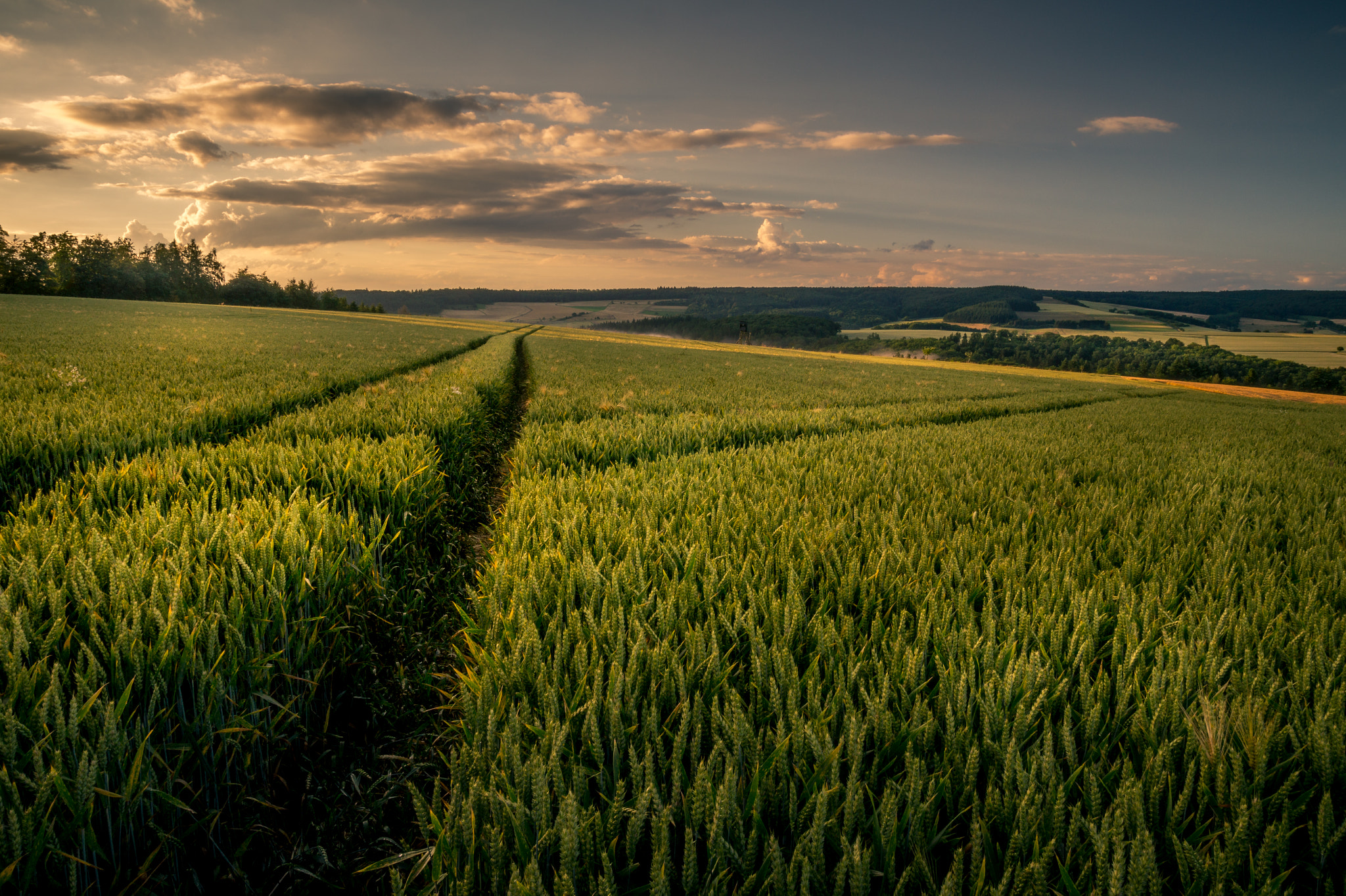 Sony SLT-A58 sample photo. Cornfield track photography