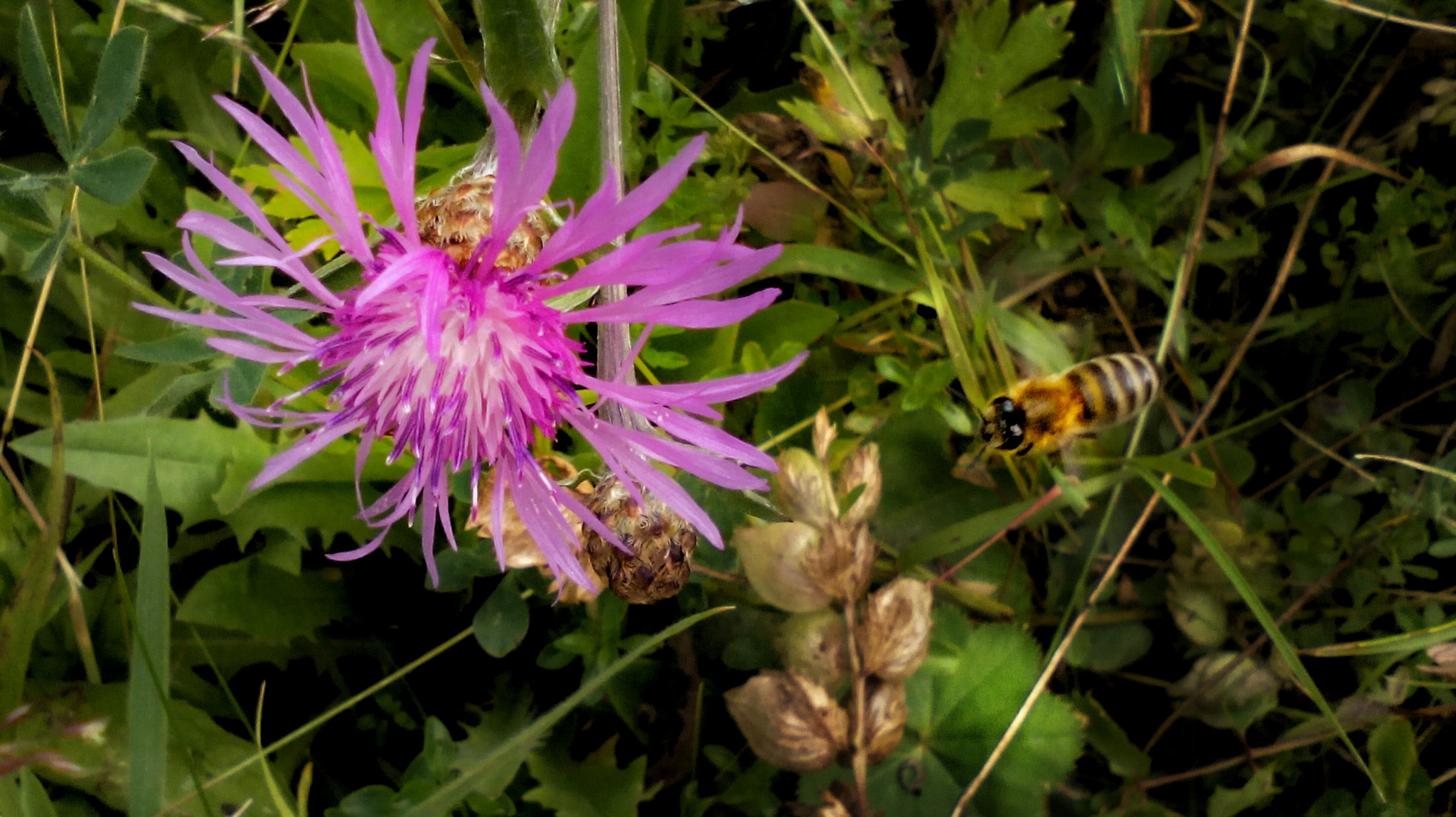 TCT ALCATEL ONE TOUCH 7041X sample photo. Moments photography