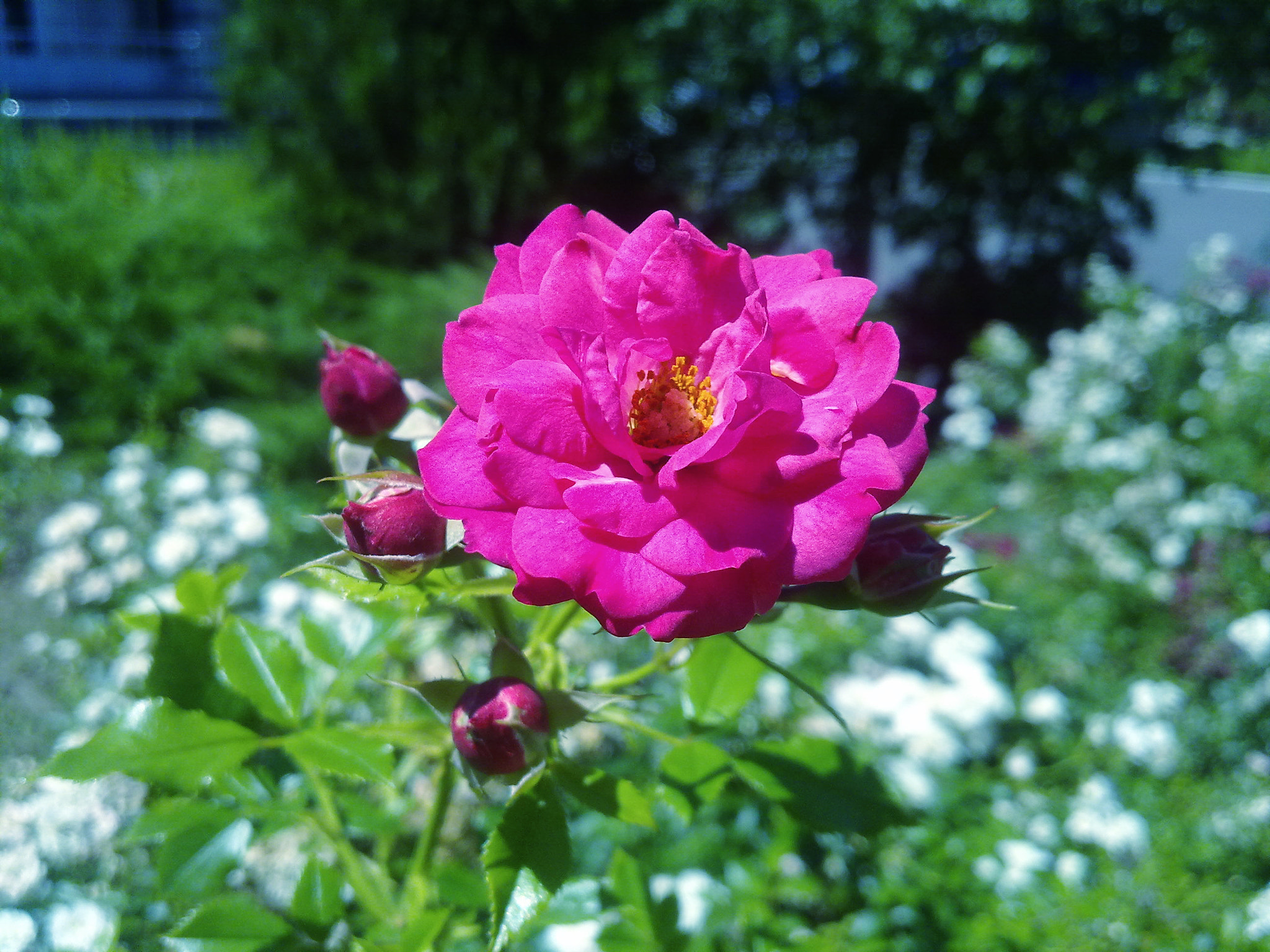 Nokia N97 sample photo. Sweet flower photography