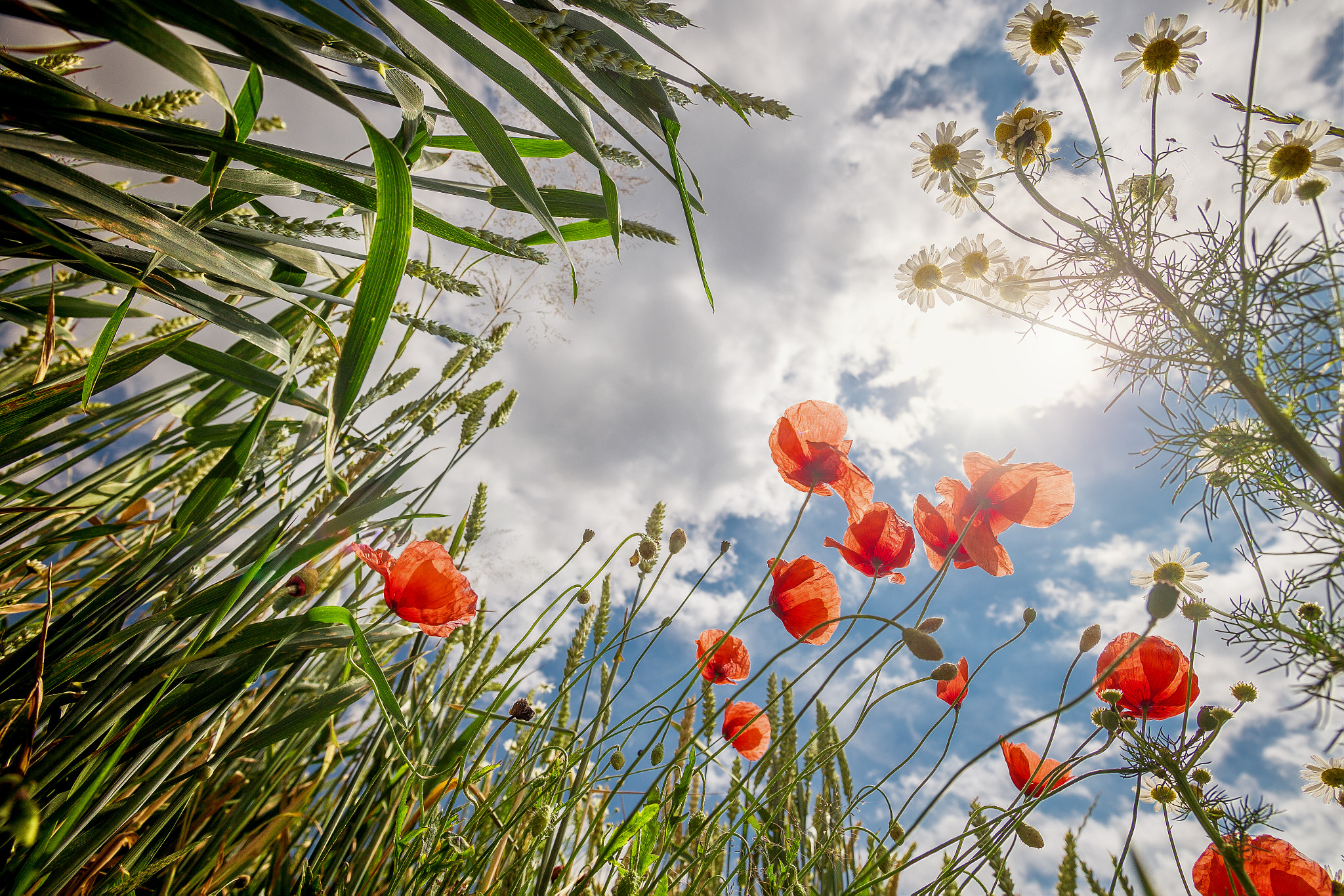 Canon EOS 6D + Canon EF 17-35mm f/2.8L sample photo. Mohn photography