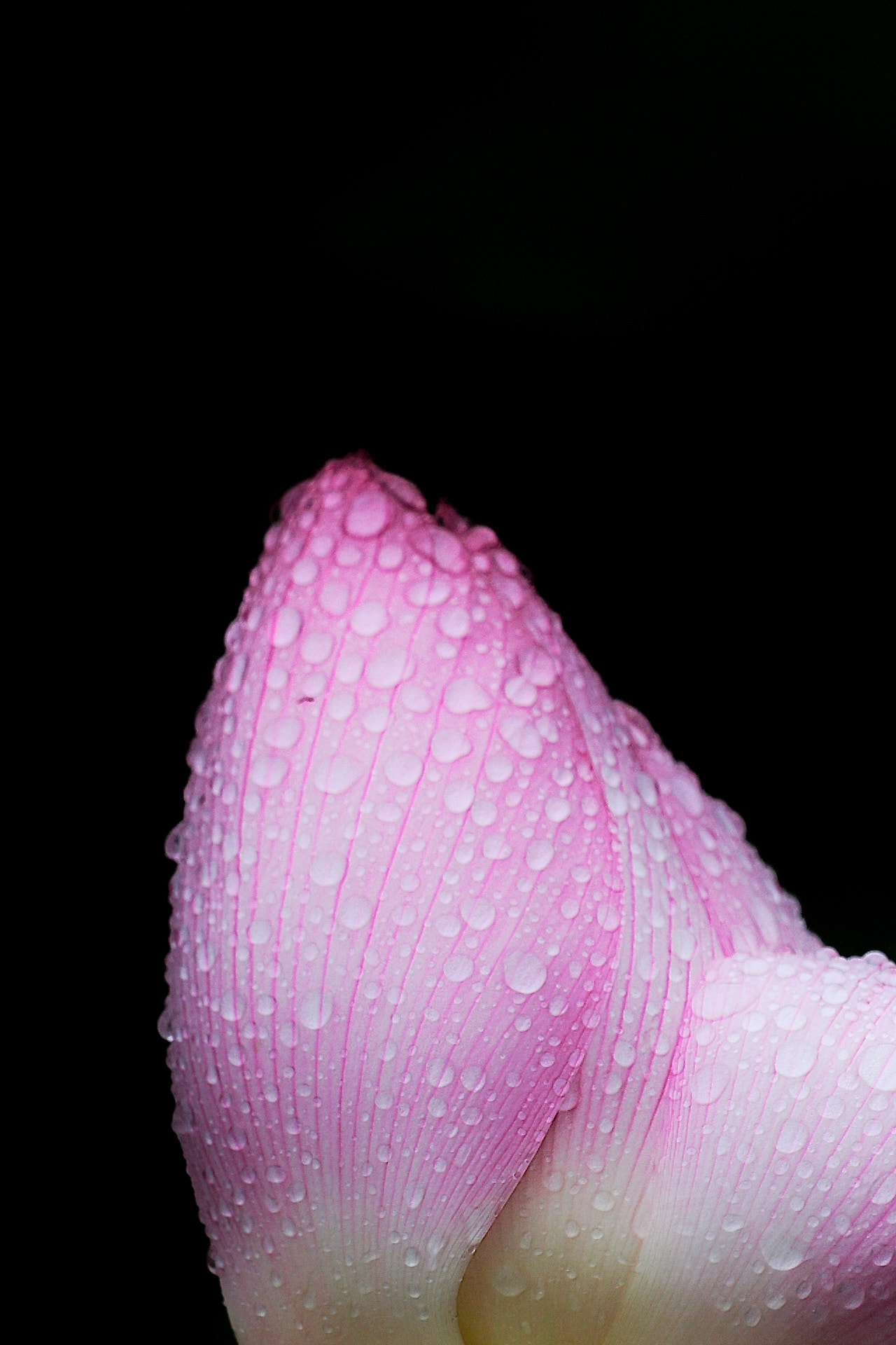 Canon EF 70-200mm F4L USM sample photo