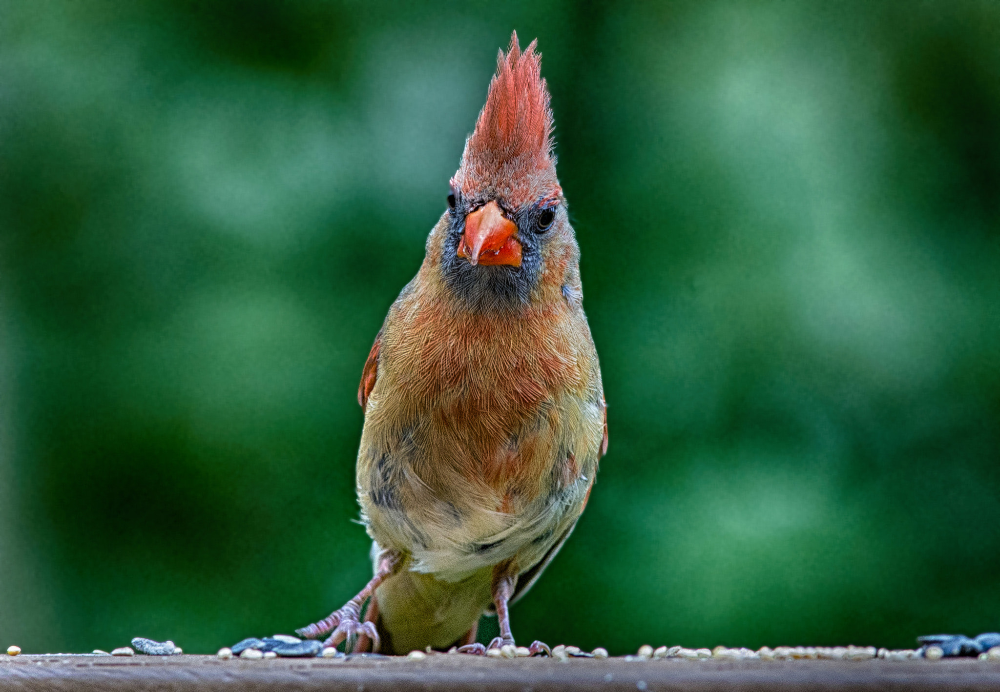 Canon EF 300mm F4L IS USM sample photo. Juvenile photography