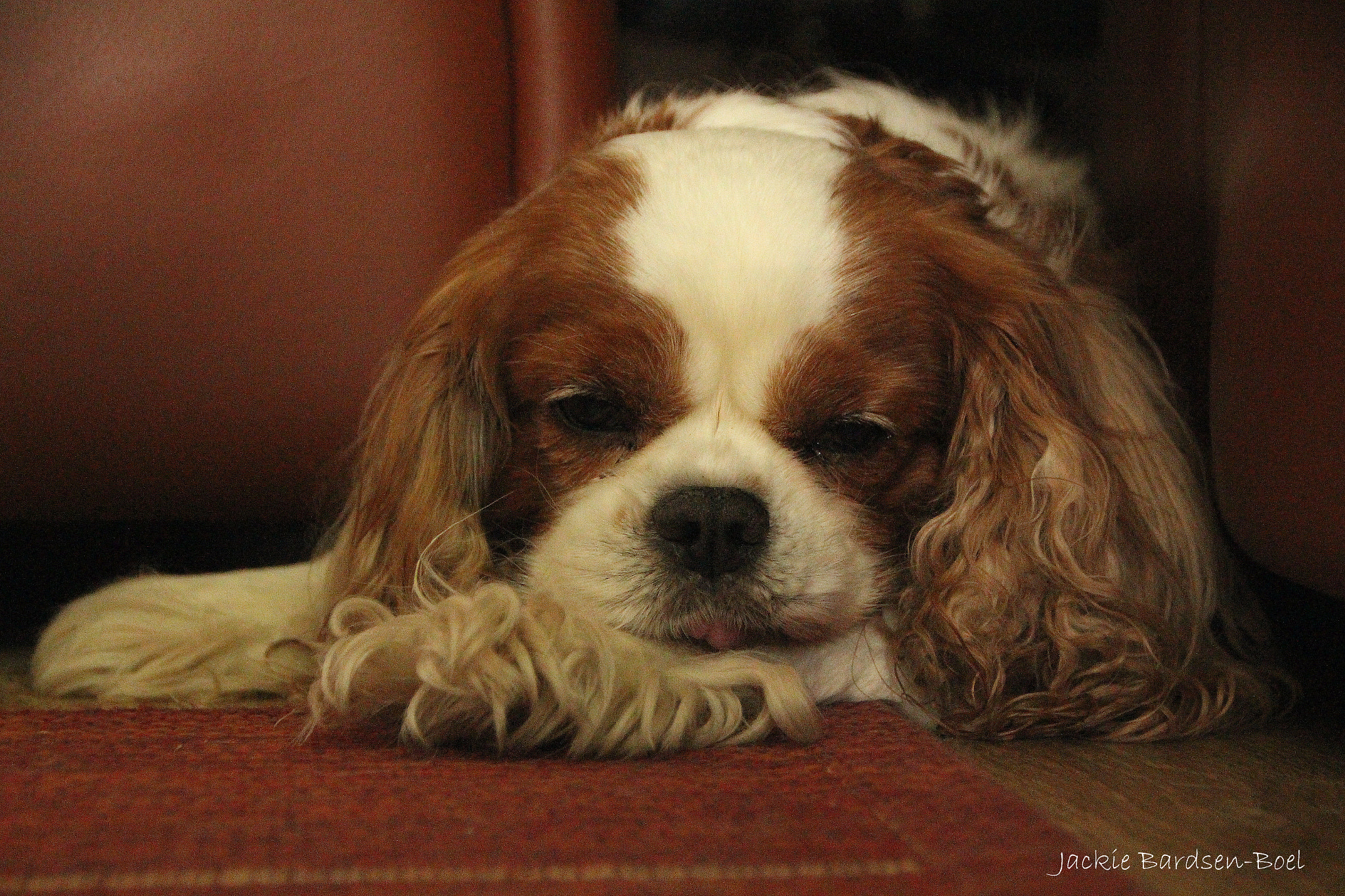 Canon EOS 650D (EOS Rebel T4i / EOS Kiss X6i) sample photo. Björn trying to ignore me. photography