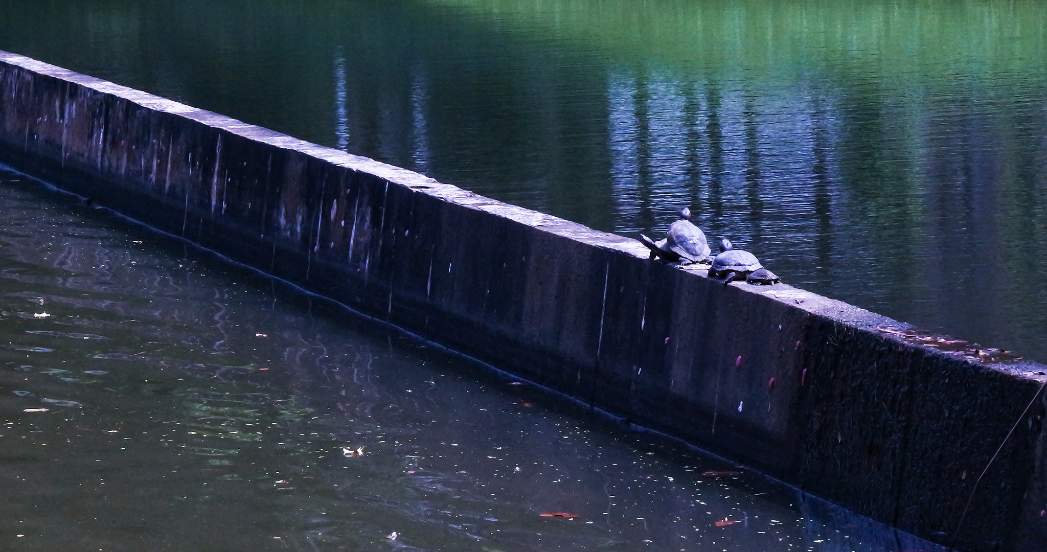 NX 50-200mm F4-5.6 sample photo. Out in the sun photography