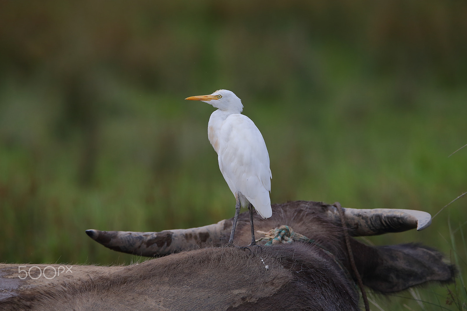 Canon EF 400mm F2.8L IS II USM sample photo. Bs3p3591.jpg photography