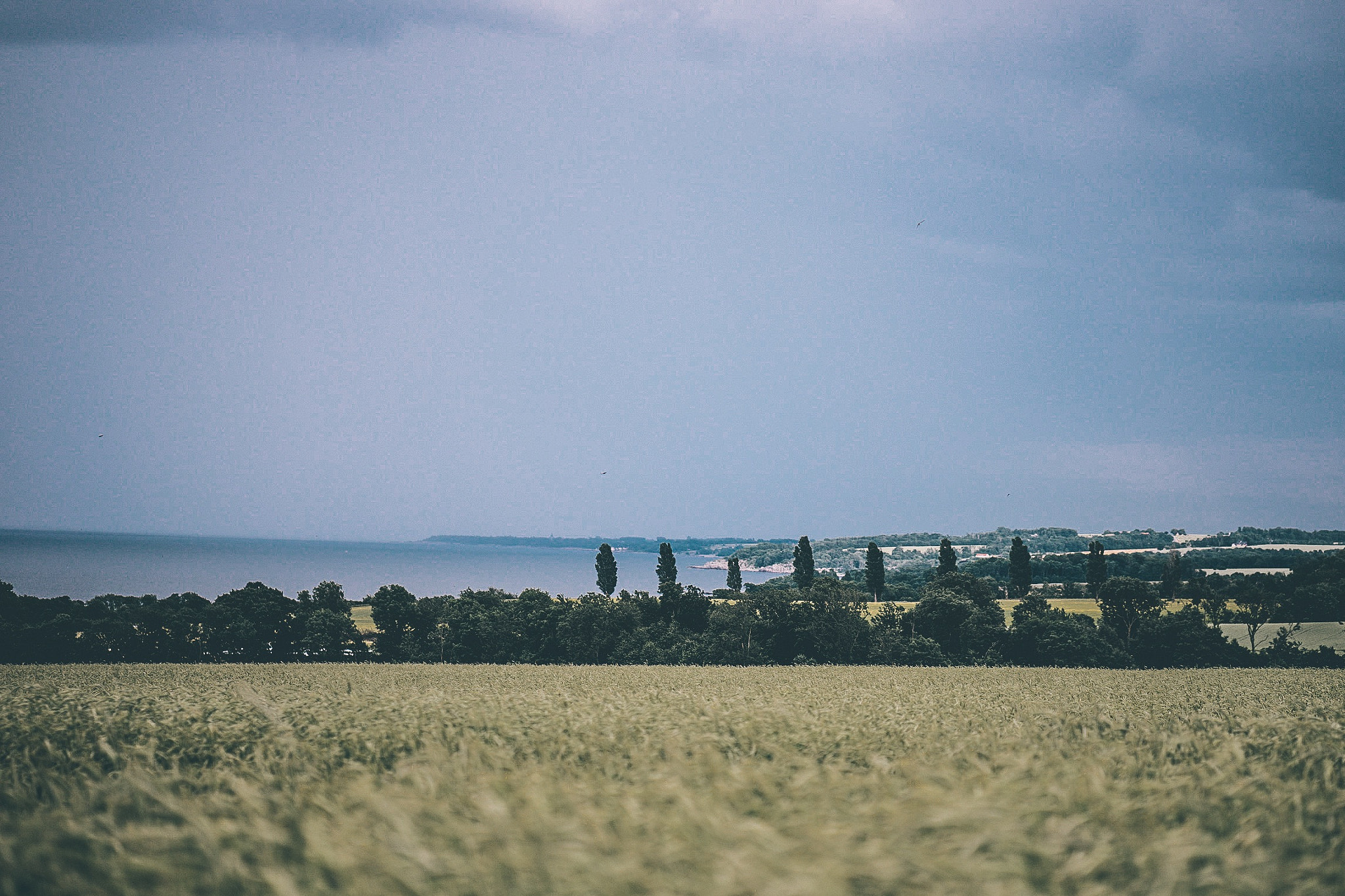 Sony a7 + ZEISS Batis 85mm F1.8 sample photo. Summer in denmark photography