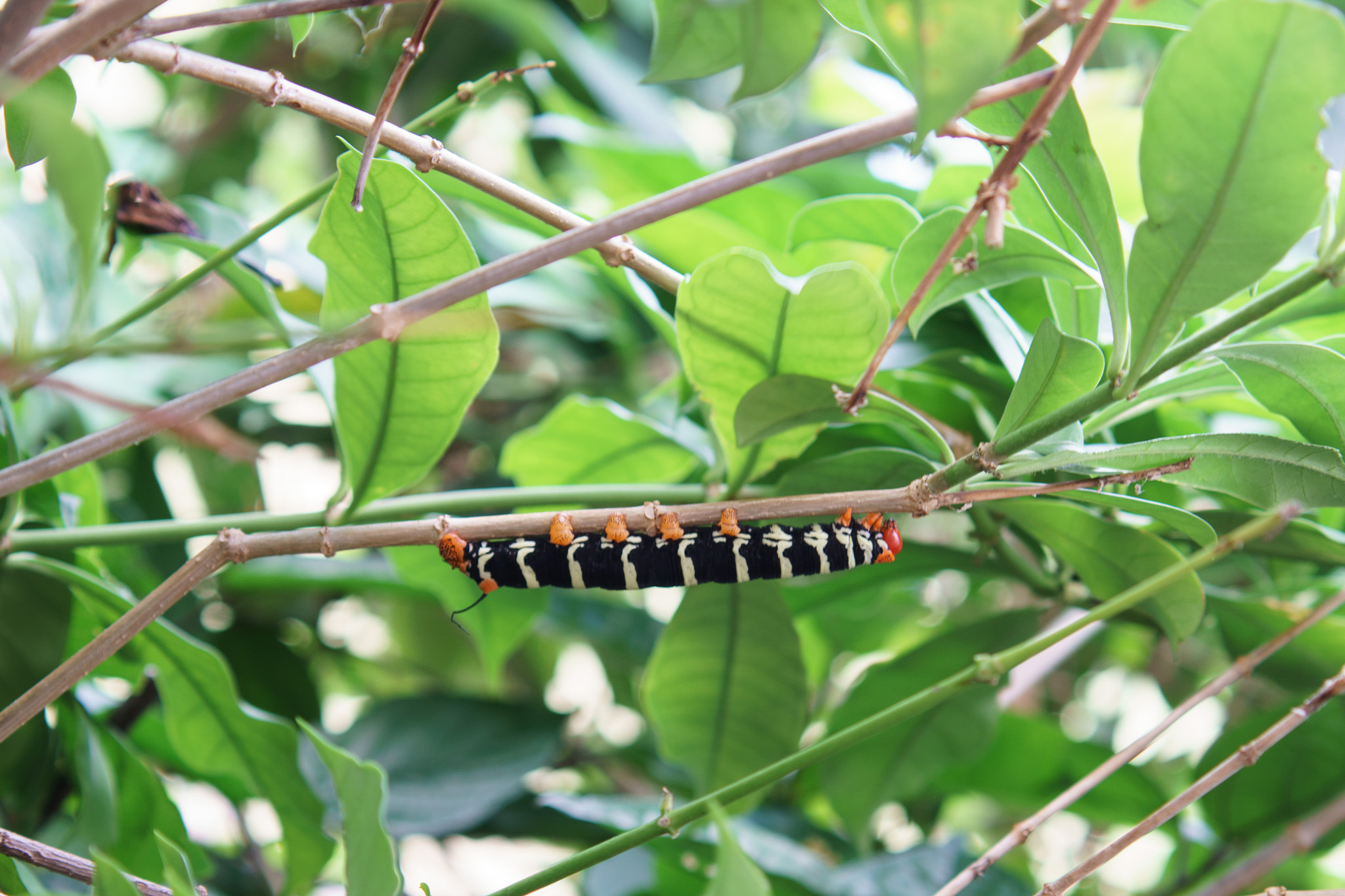 50-150mm F2.8 sample photo. Caterpillar photography