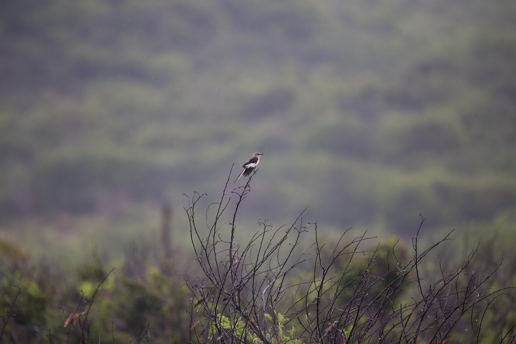 Sigma 150-600mm F5-6.3 DG OS HSM | C sample photo. ¿que es libertad? preguntele al ruiseñor, con su cantar se lo explicará. photography