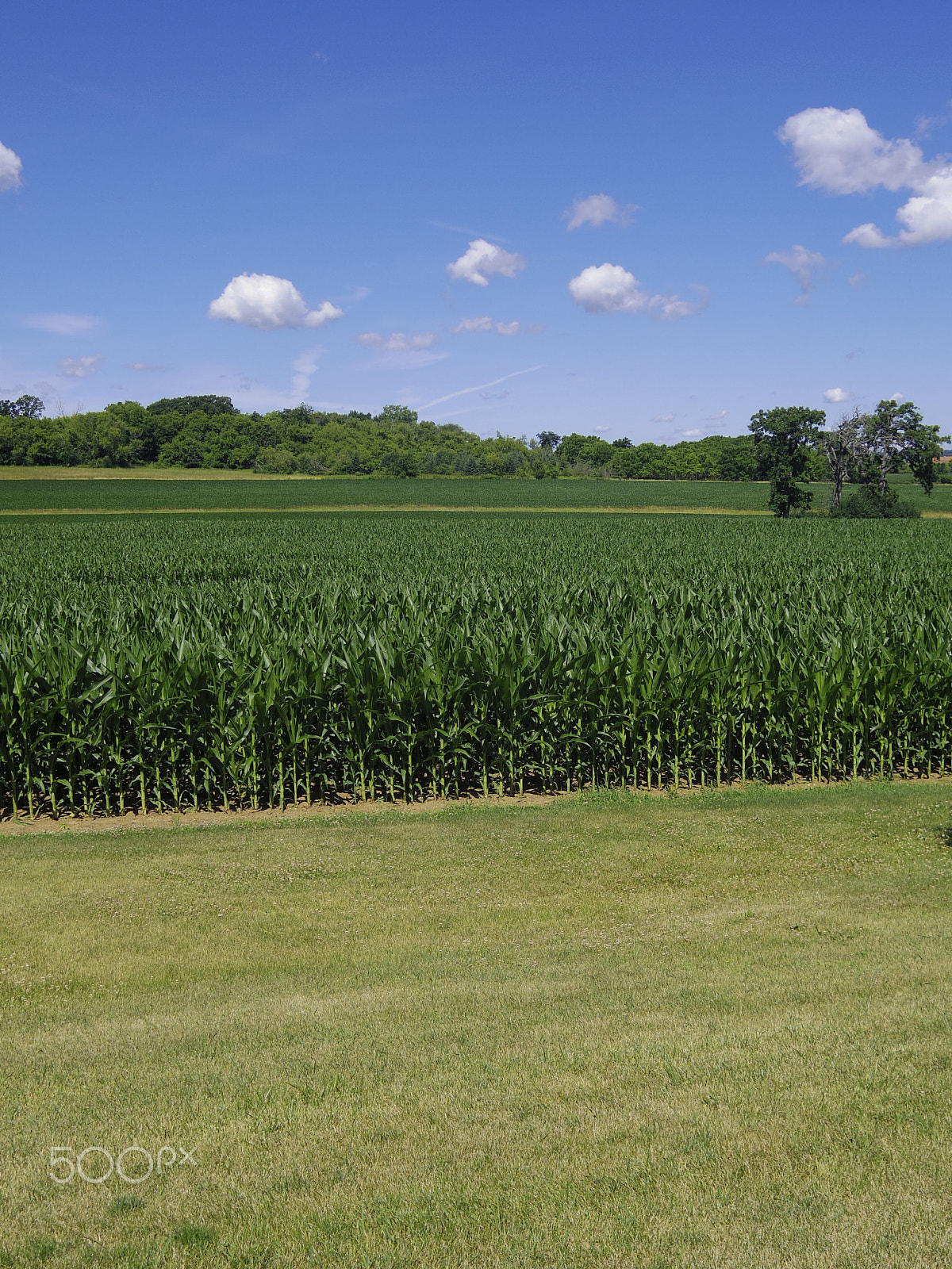 Pentax 01 Standard Prime sample photo. Corn field photography