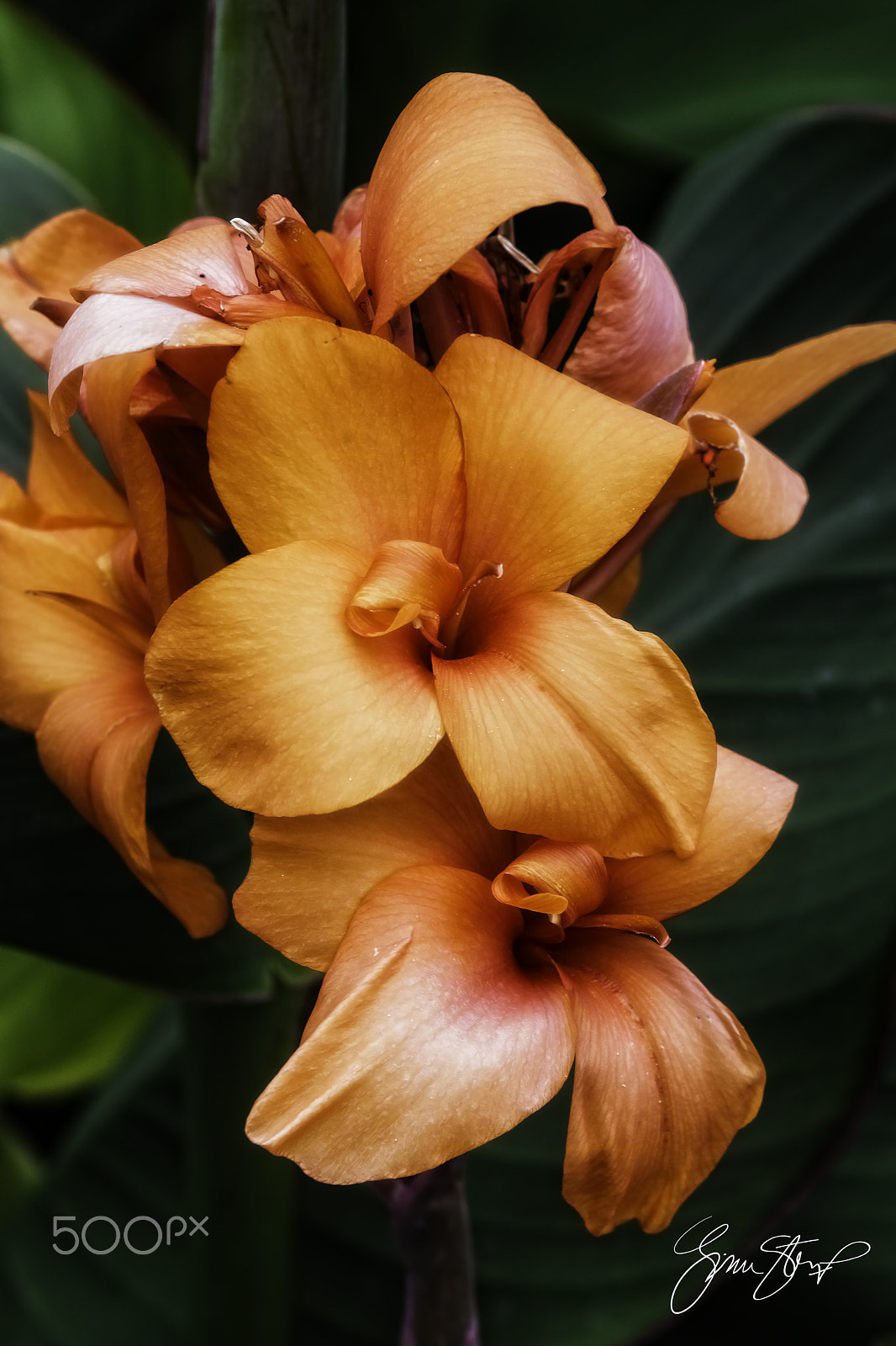 Nikon D7200 + Sigma 105mm F2.8 EX DG Macro sample photo. Orange blossoms photography