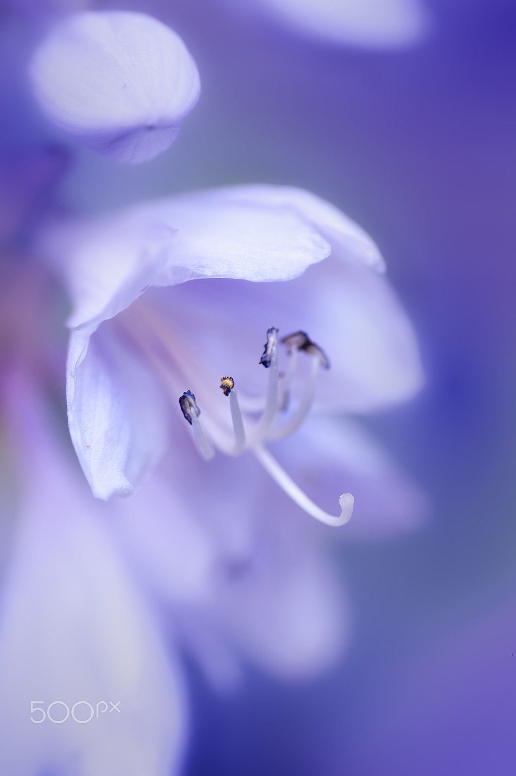 Pentax smc D-FA 100mm F2.8 macro sample photo. Lily photography