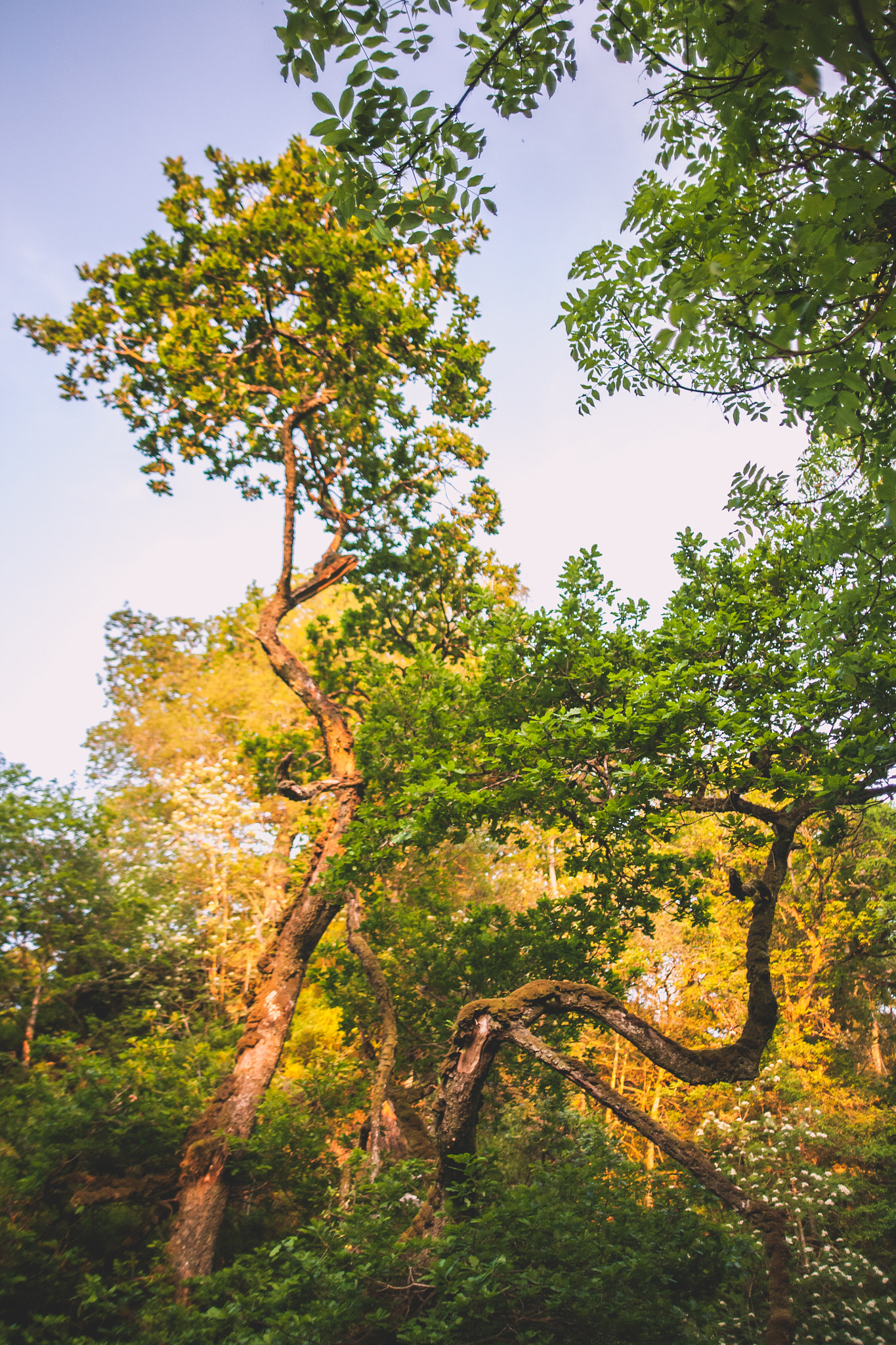 Sigma 28mm f/1.8 DG Macro EX sample photo. Formation in trees photography