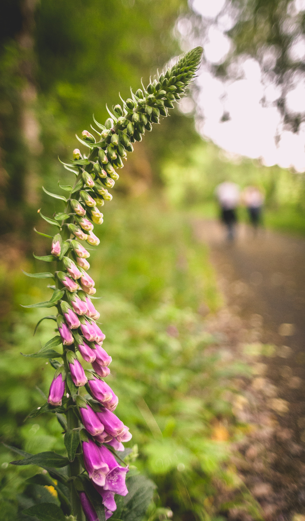 Sigma 28mm f/1.8 DG Macro EX sample photo. Beyond engagement photography