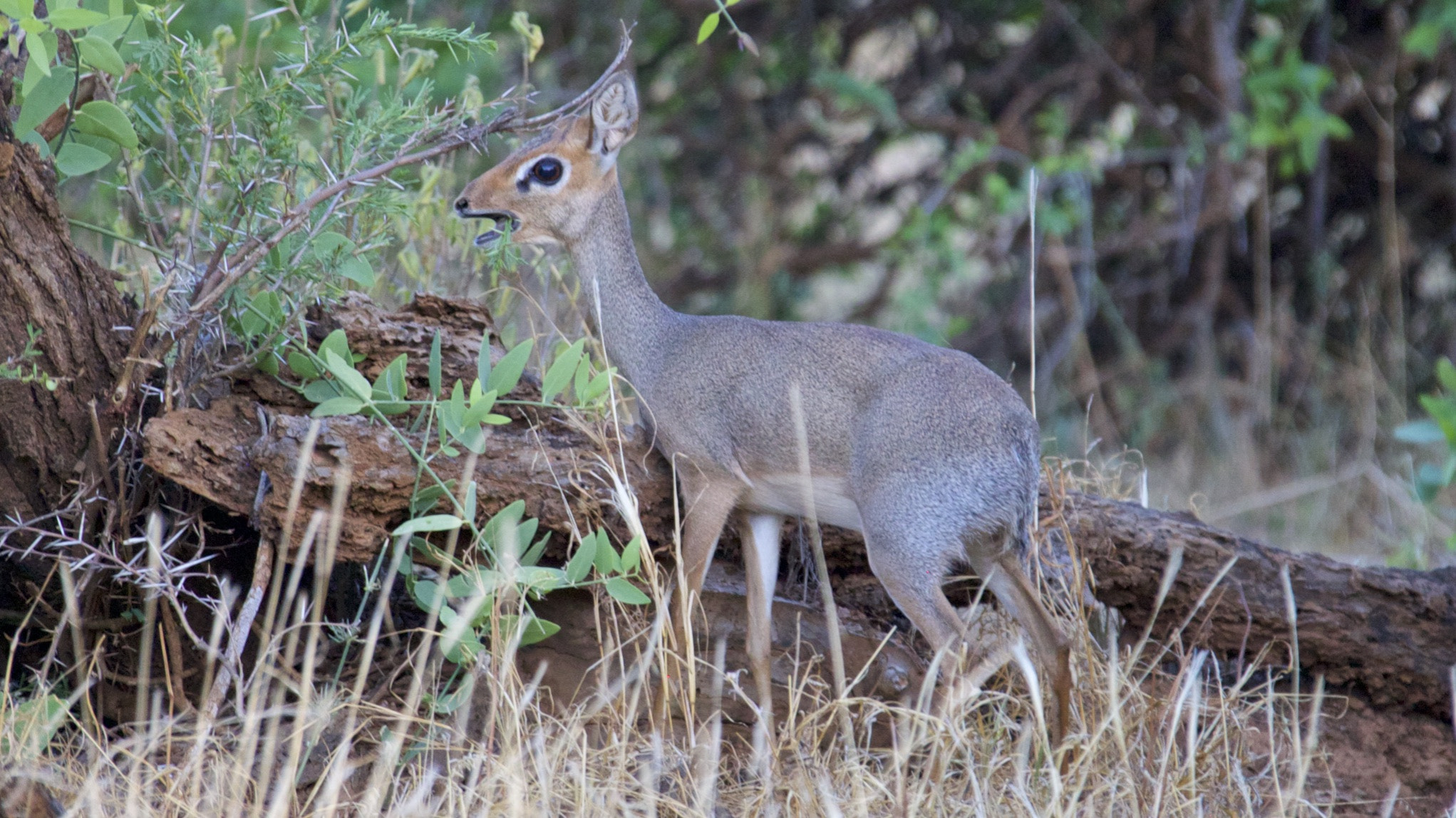 Canon EF 28-300mm F3.5-5.6L IS USM sample photo. Africa_trip photography