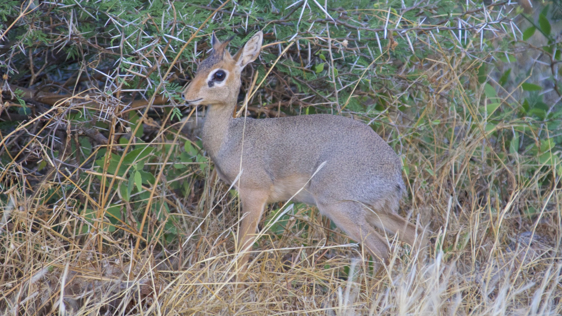 Canon EF 28-300mm F3.5-5.6L IS USM sample photo. Mouse deer photography
