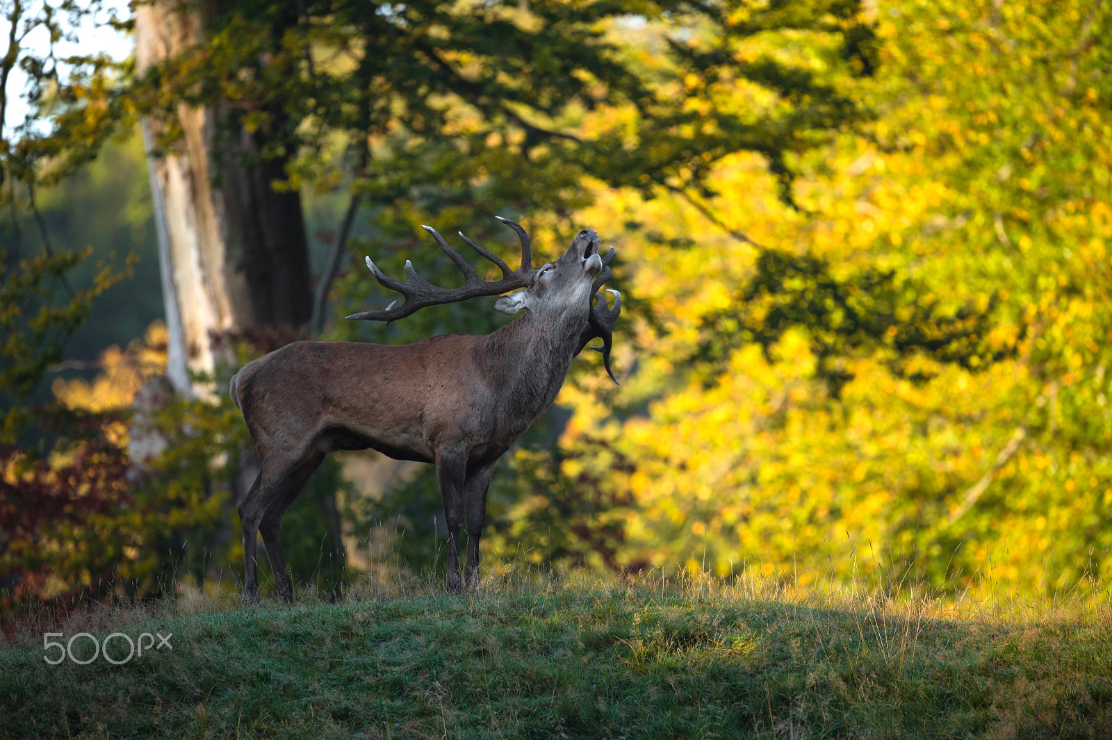 Nikon AF-S Nikkor 500mm F4E FL ED VR sample photo. On hot funds photography