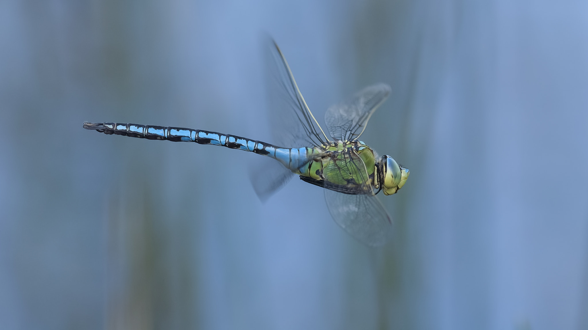 Nikon D2Xs + Nikon AF-S Nikkor 300mm F4D ED-IF sample photo. Anax parthenope flying photography