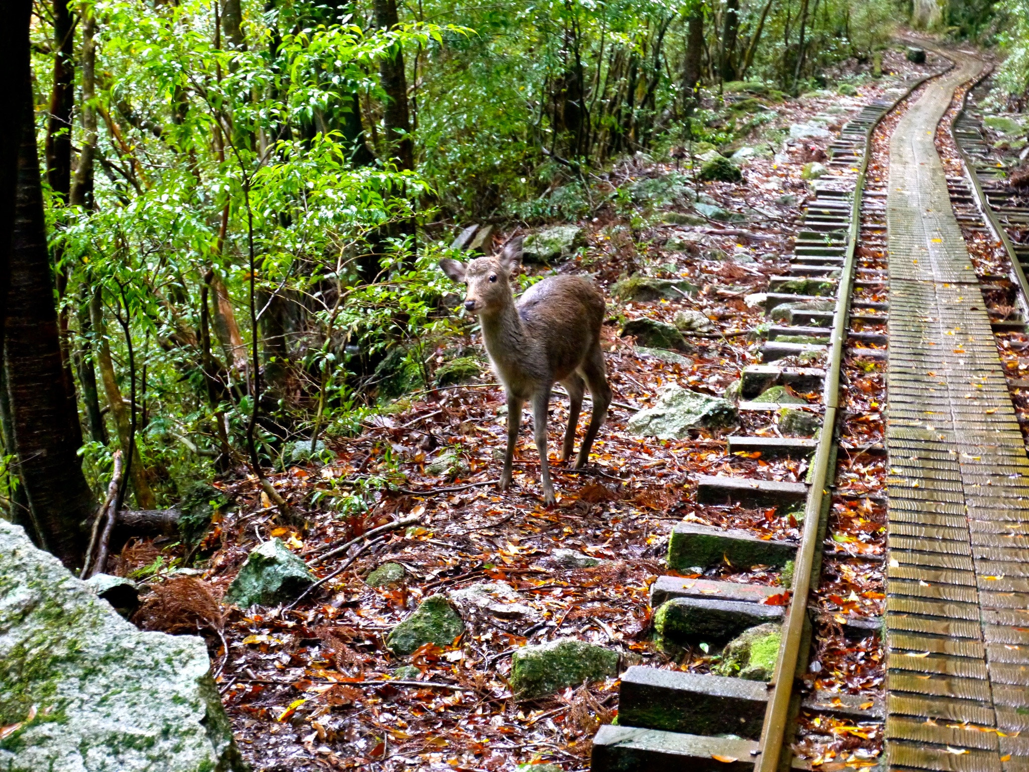 Panasonic Lumix DMC-GF5 + LUMIX G VARIO PZ 14-42/F3.5-5.6 sample photo. Yakushima japan photography