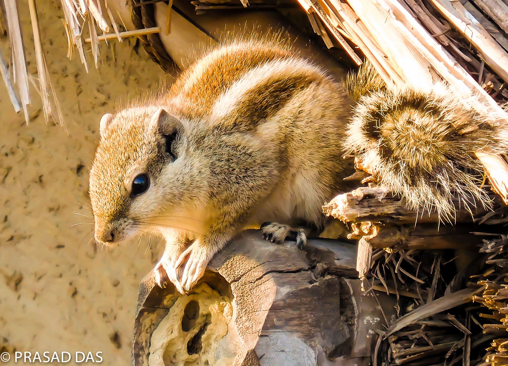 Nikon Coolpix S6900 sample photo. Squirrel pose (of ) photography