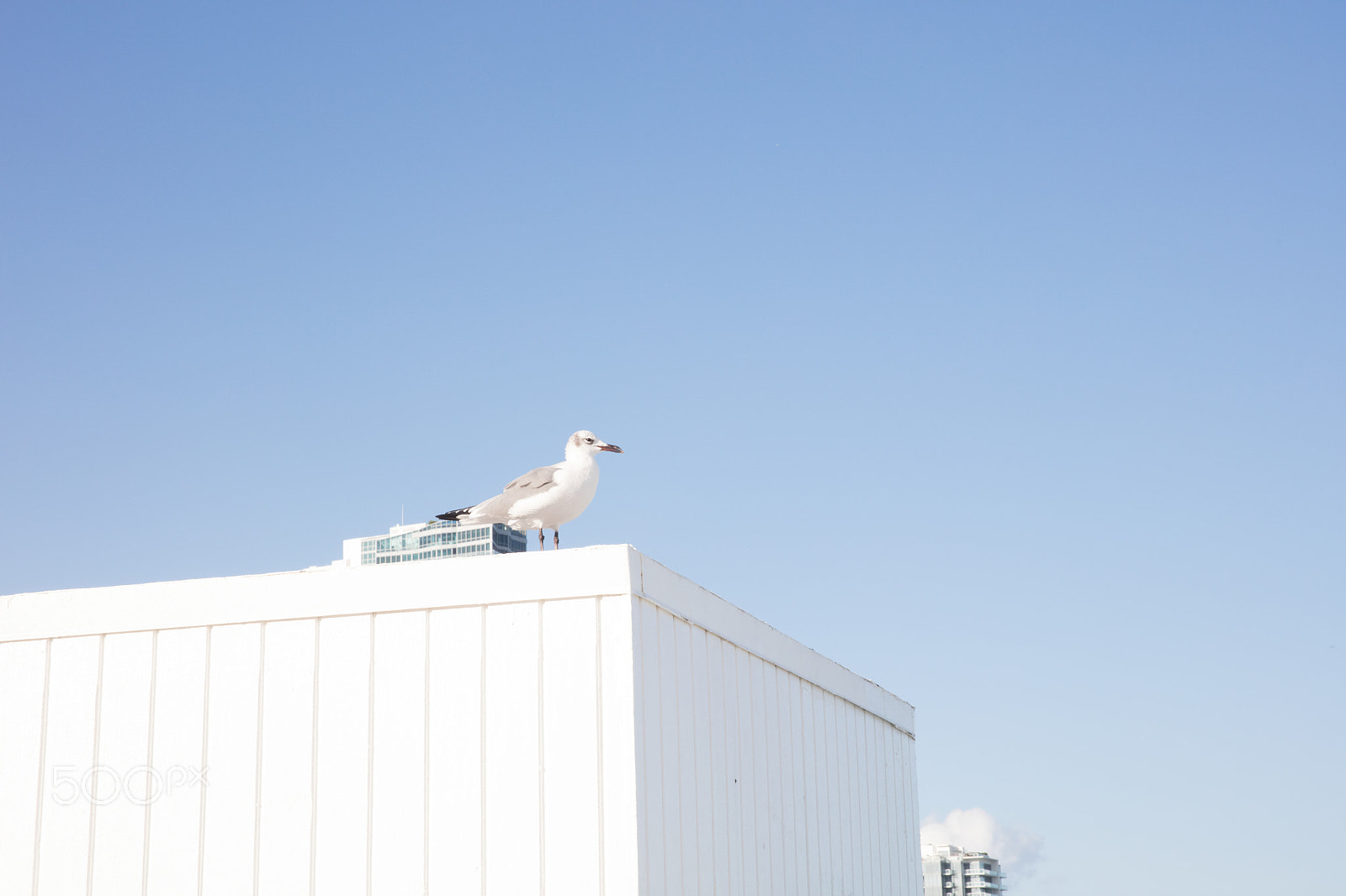 Canon EOS 5DS R + Canon EF 400mm f/2.8L sample photo. Seagulls photography