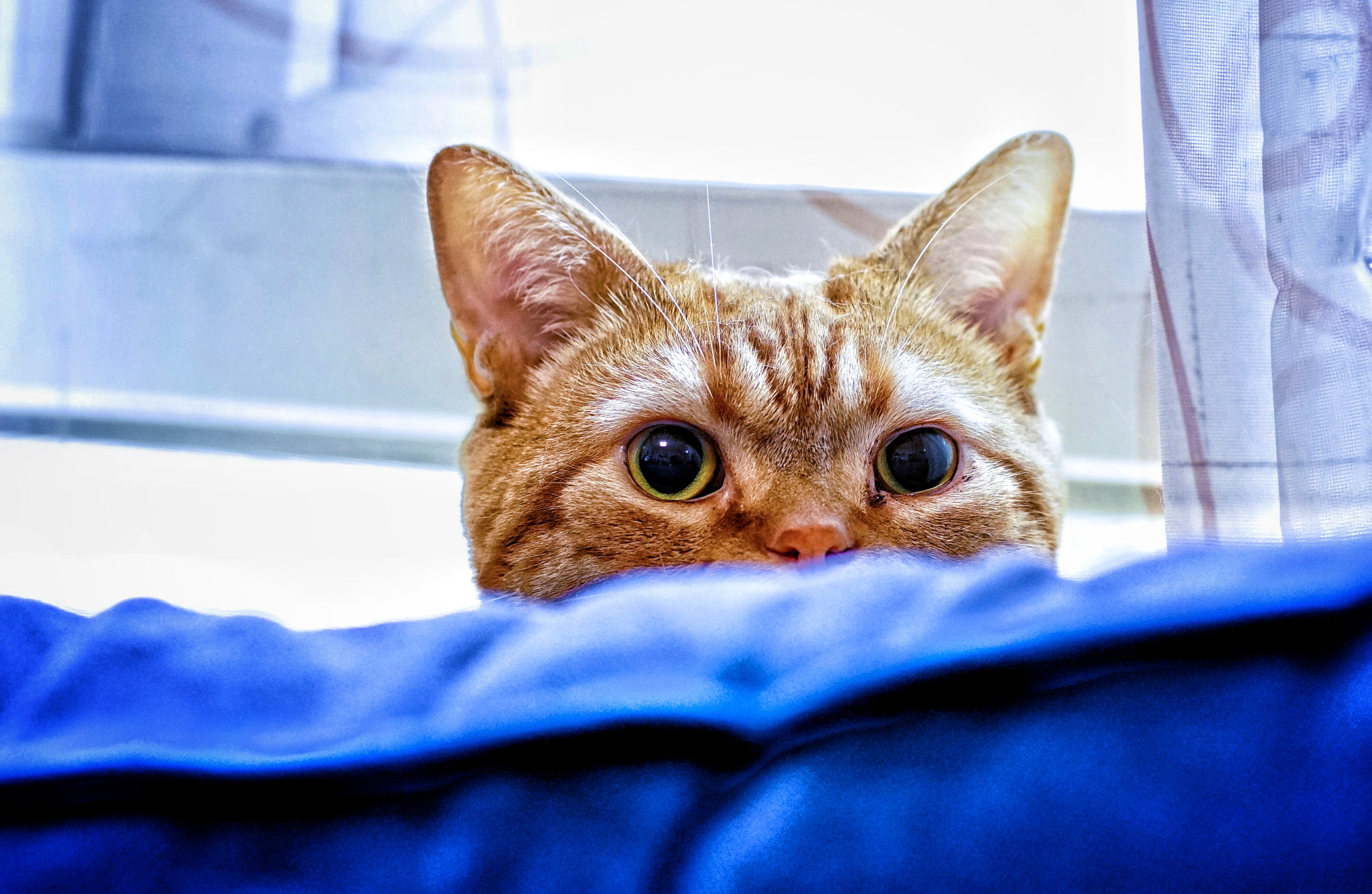 Canon EF 85mm F1.2L II USM sample photo. Cat photography