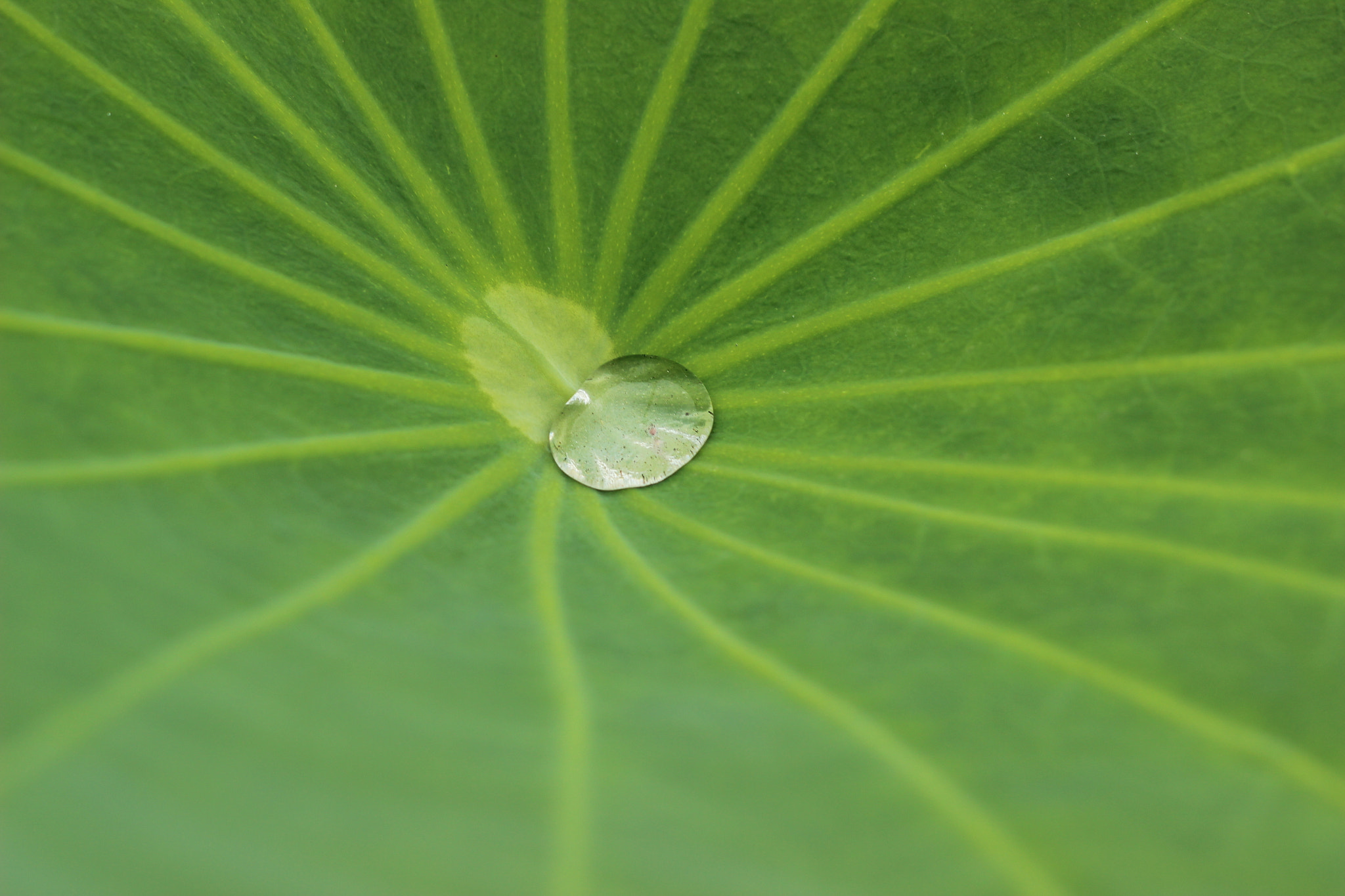 Canon EOS 600D (Rebel EOS T3i / EOS Kiss X5) + Canon EF 50mm F1.8 II sample photo. 蓮の葉 photography