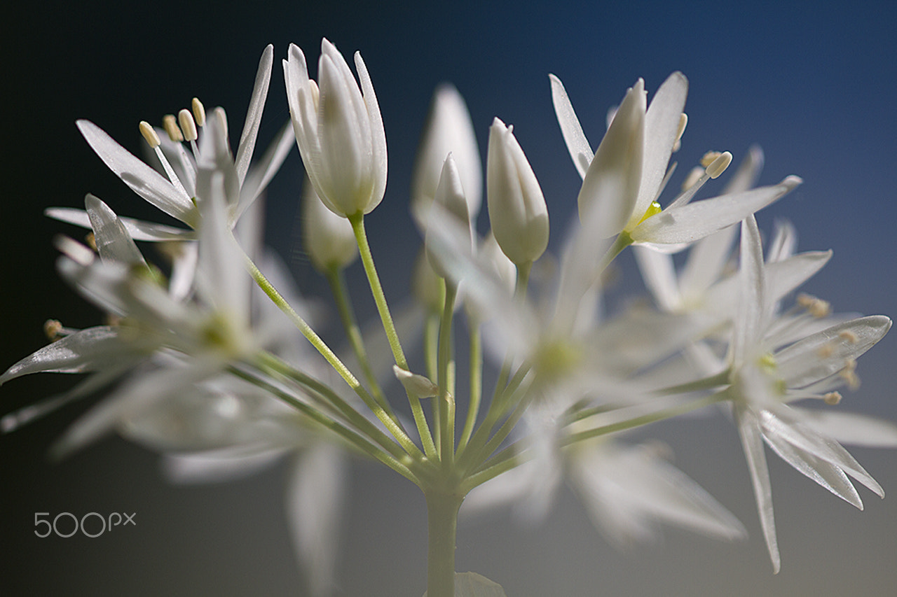 Sigma APO Macro 150mm f/2.8 EX DG HSM sample photo. Bear´s garlic photography