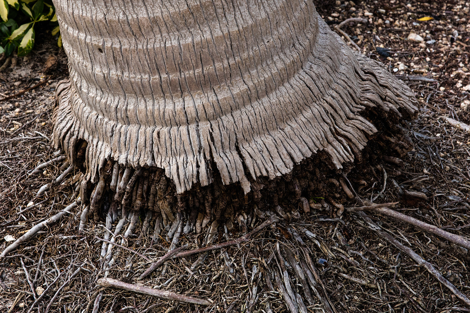 Canon EOS 5DS R + Canon EF 400mm f/2.8L sample photo. Palm tree roots photography