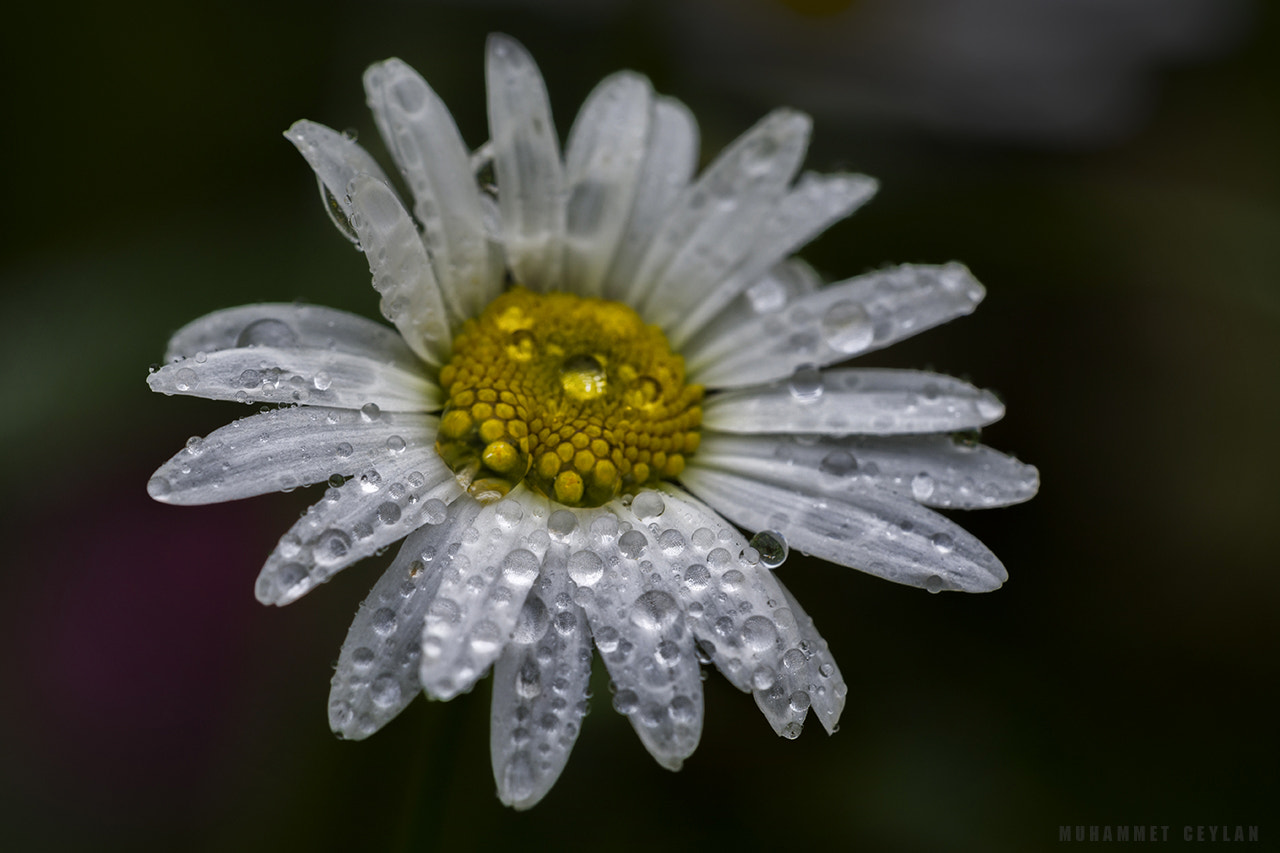 Sigma 150mm F2.8 EX DG Macro HSM sample photo. Flower photography