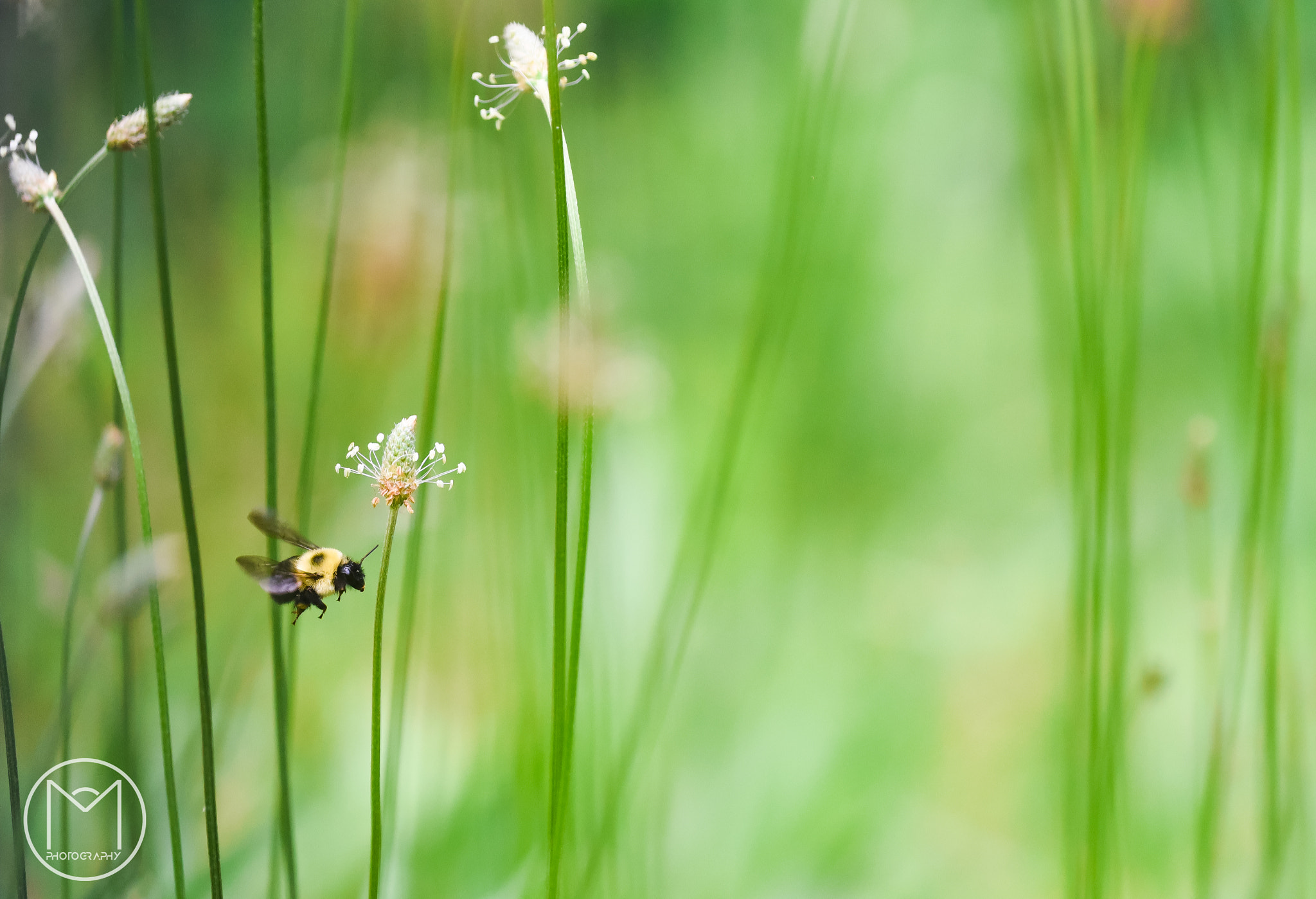 Nikon D750 + Nikon AF Micro-Nikkor 200mm F4D ED-IF sample photo. Lil' bumbler photography