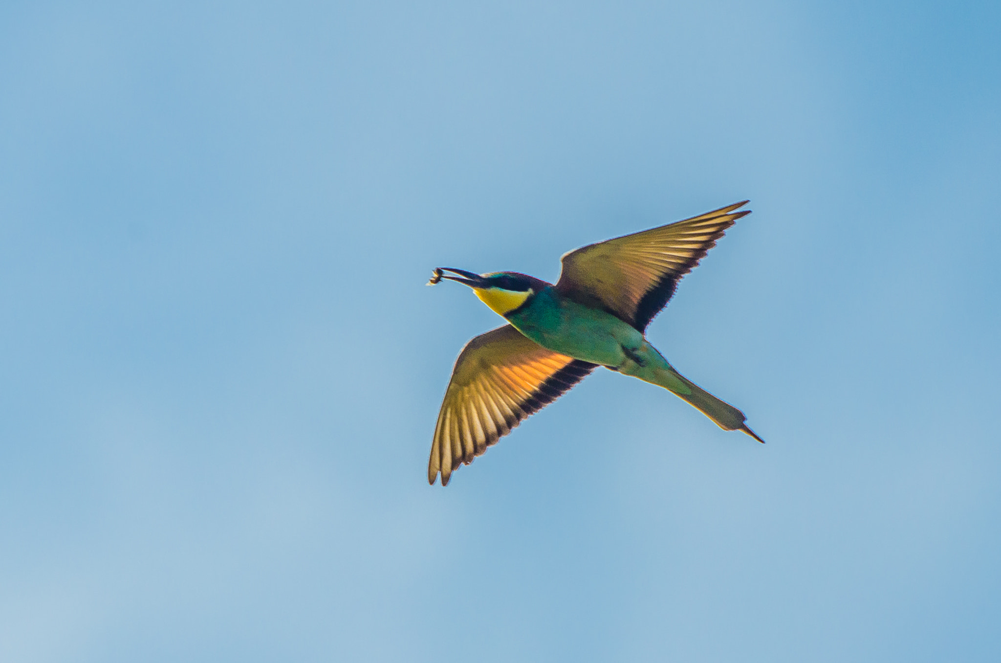 Nikon D5100 + Sigma 135-400mm F4.5-5.6 APO Aspherical sample photo. Colorful bee eater photography