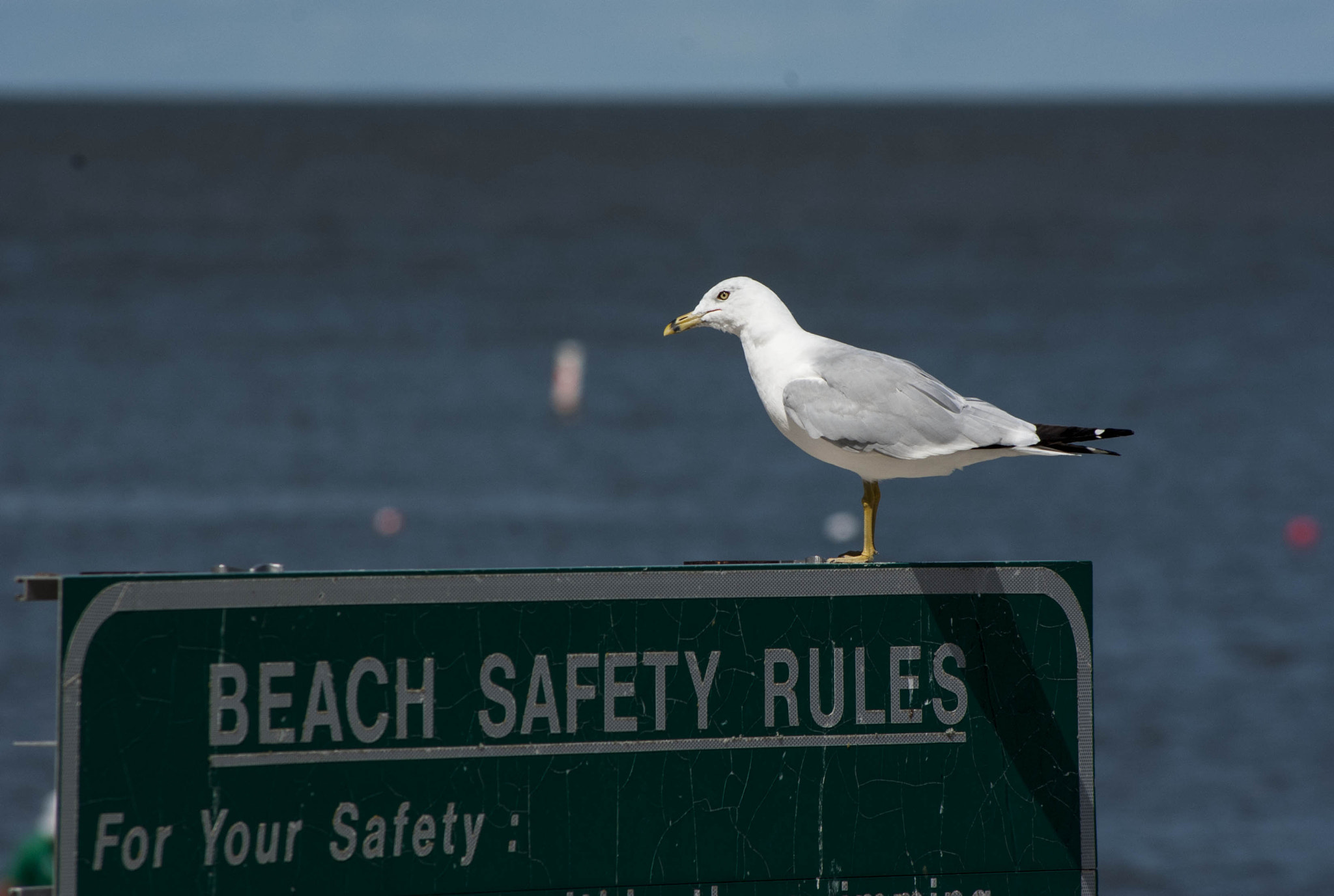 smc PENTAX-DA L 55-300mm F4-5.8 ED sample photo. Reading the rules photography