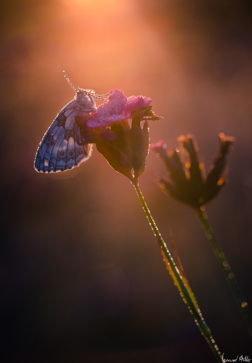 Sigma 150mm F2.8 EX DG Macro HSM sample photo. Marbled white - sunrise photography