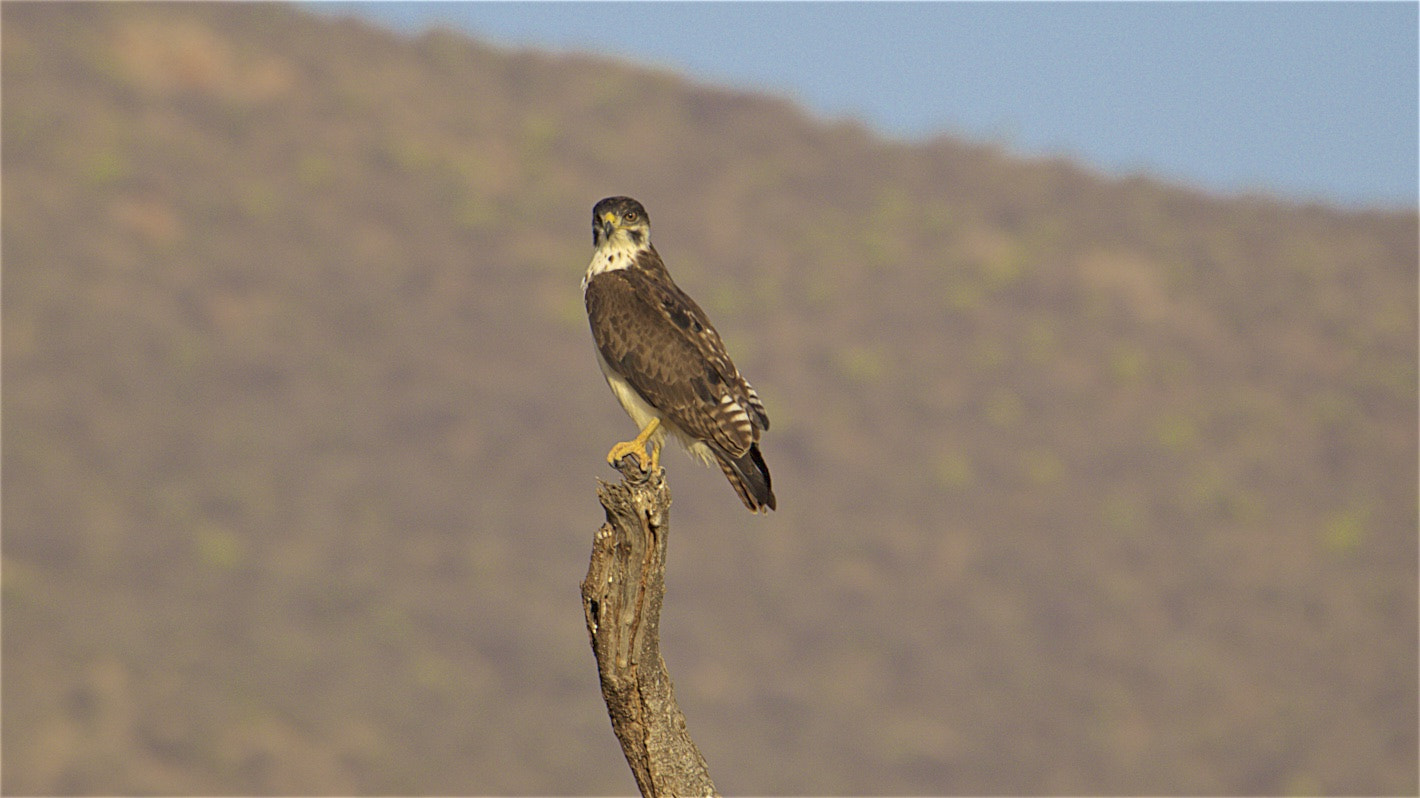 Canon EF 28-300mm F3.5-5.6L IS USM sample photo. Fisherman's eagle photography
