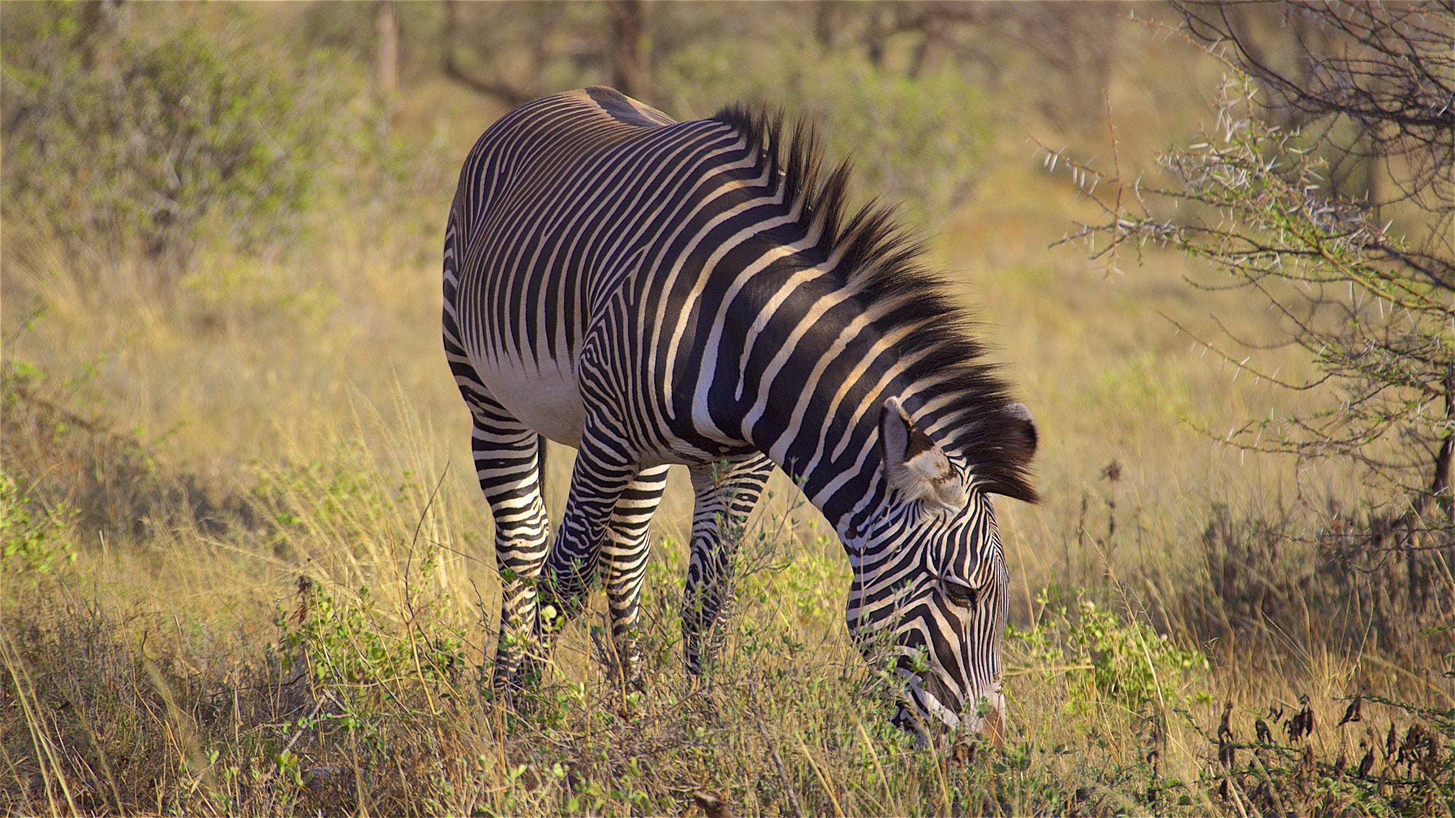 Canon EF 28-300mm F3.5-5.6L IS USM sample photo. Zebra photography